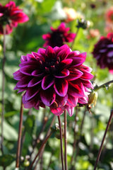 Dahlia Davina Michelle