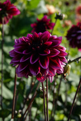 Dahlia Davina Michelle