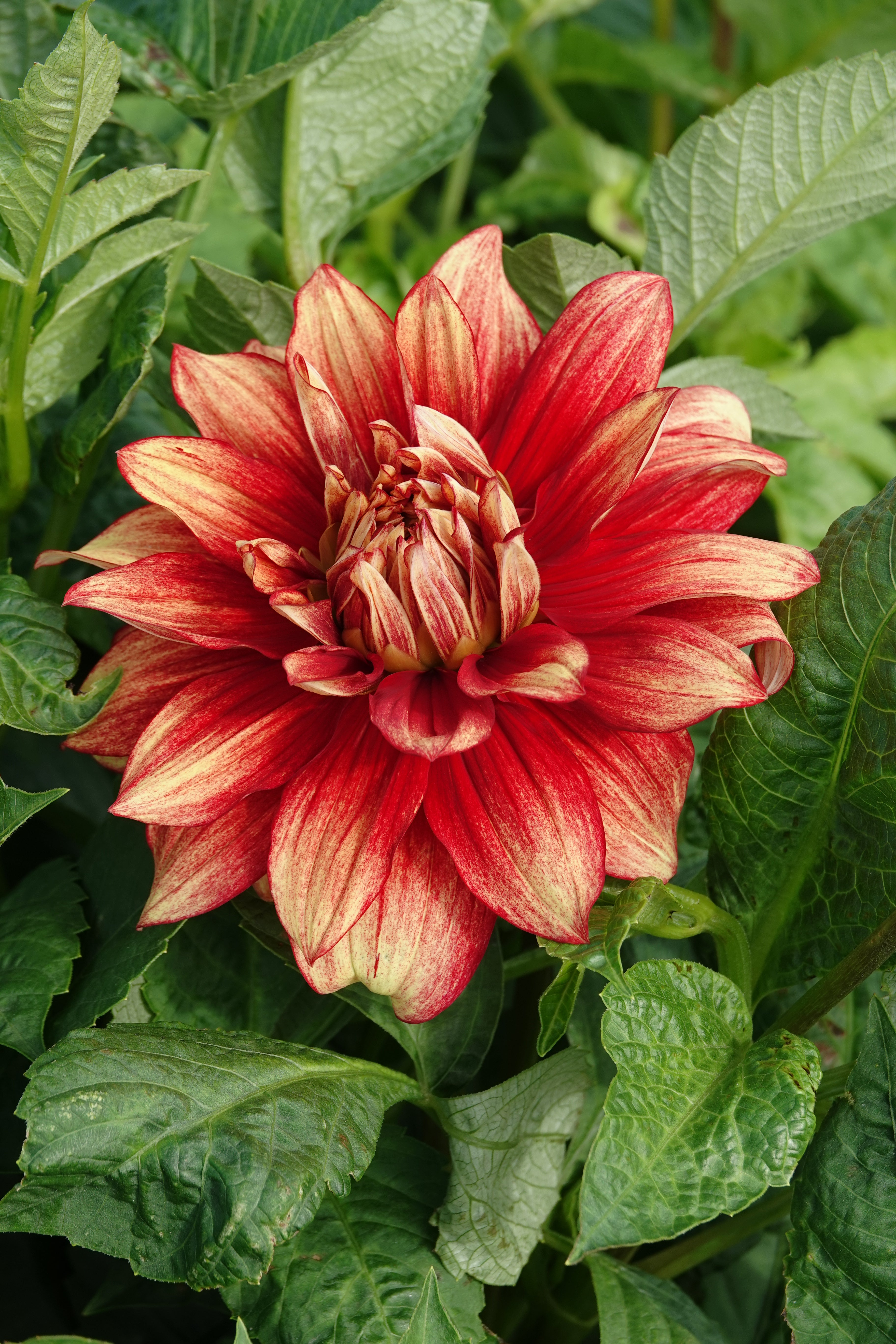 Dahlia Dazzling Magic