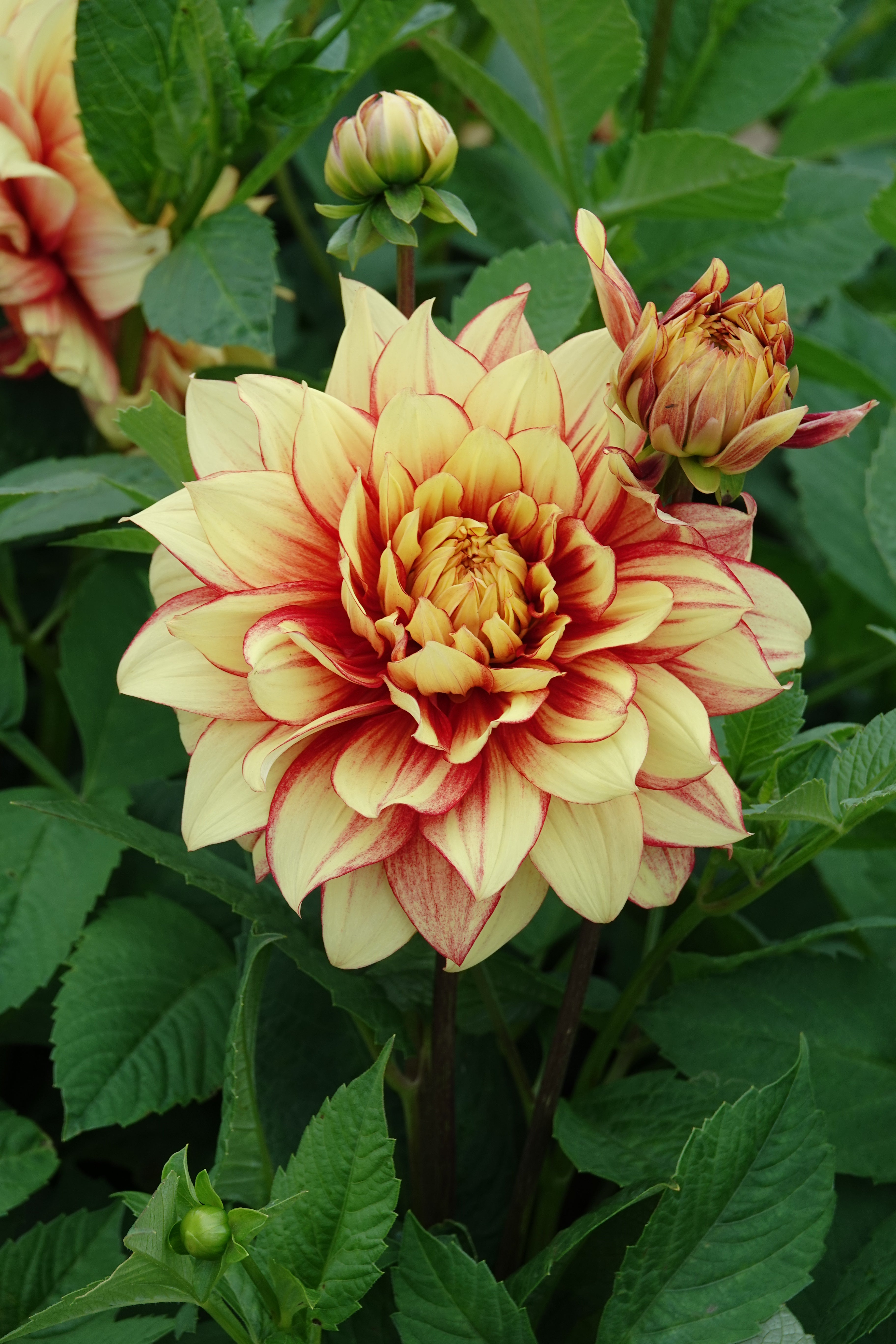 Dahlia Dazzling Magic