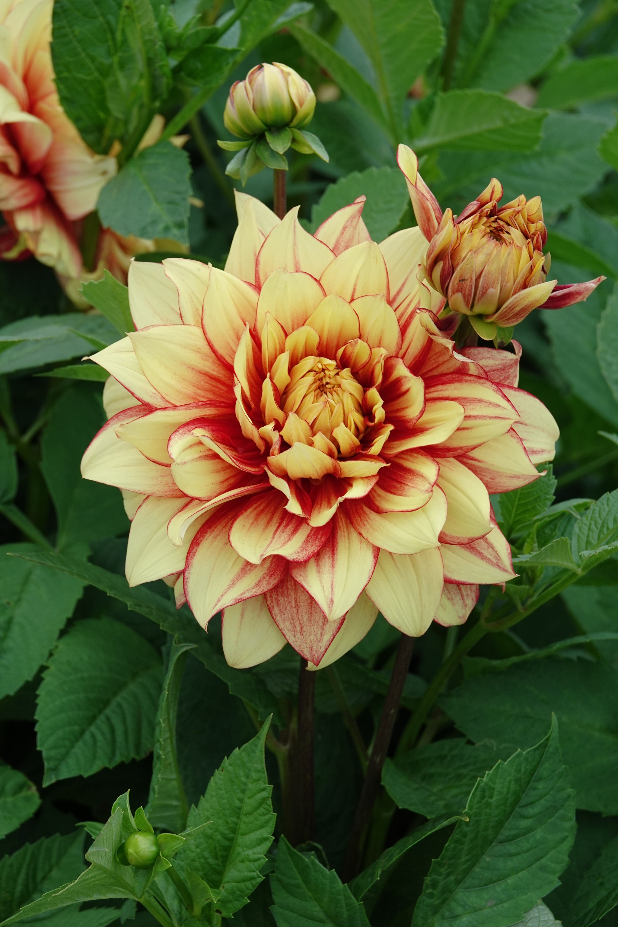 Dahlia Dazzling Magic