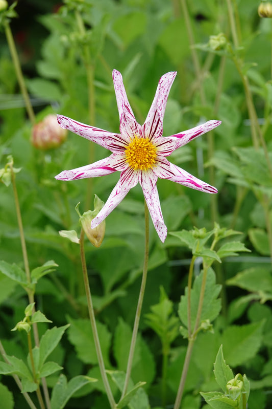 Dahlia Destinys Teachers