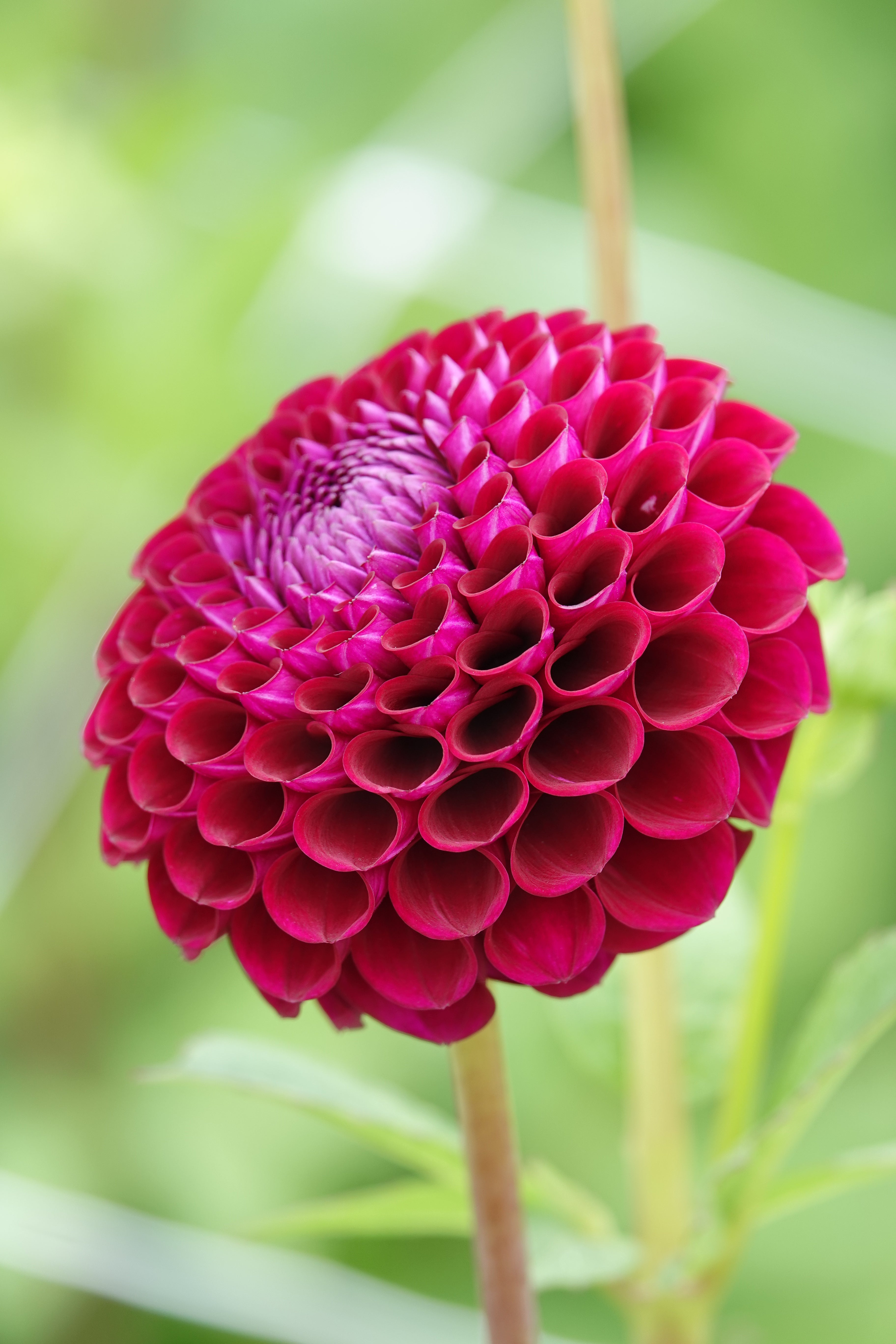 Dahlia Downham Royal
