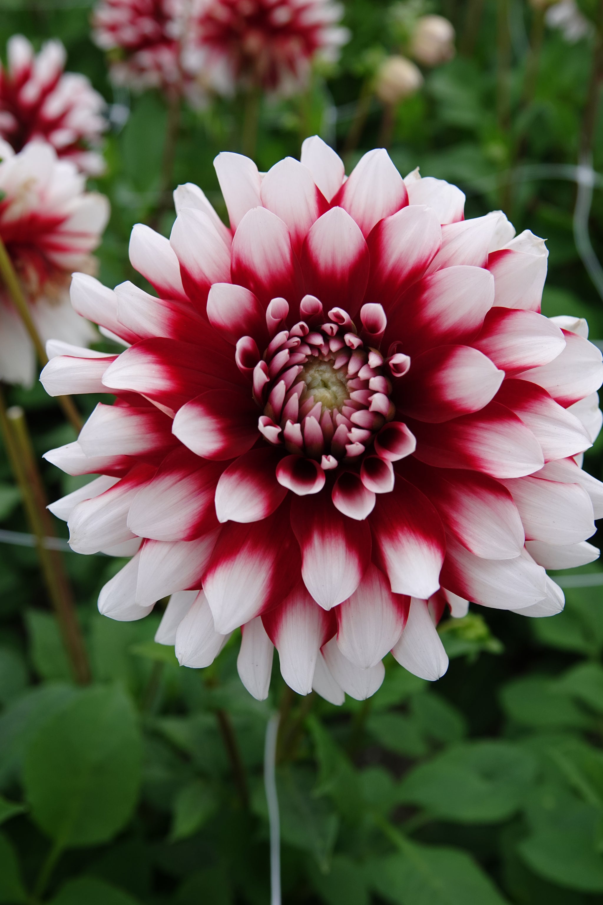 Dahlia Duet