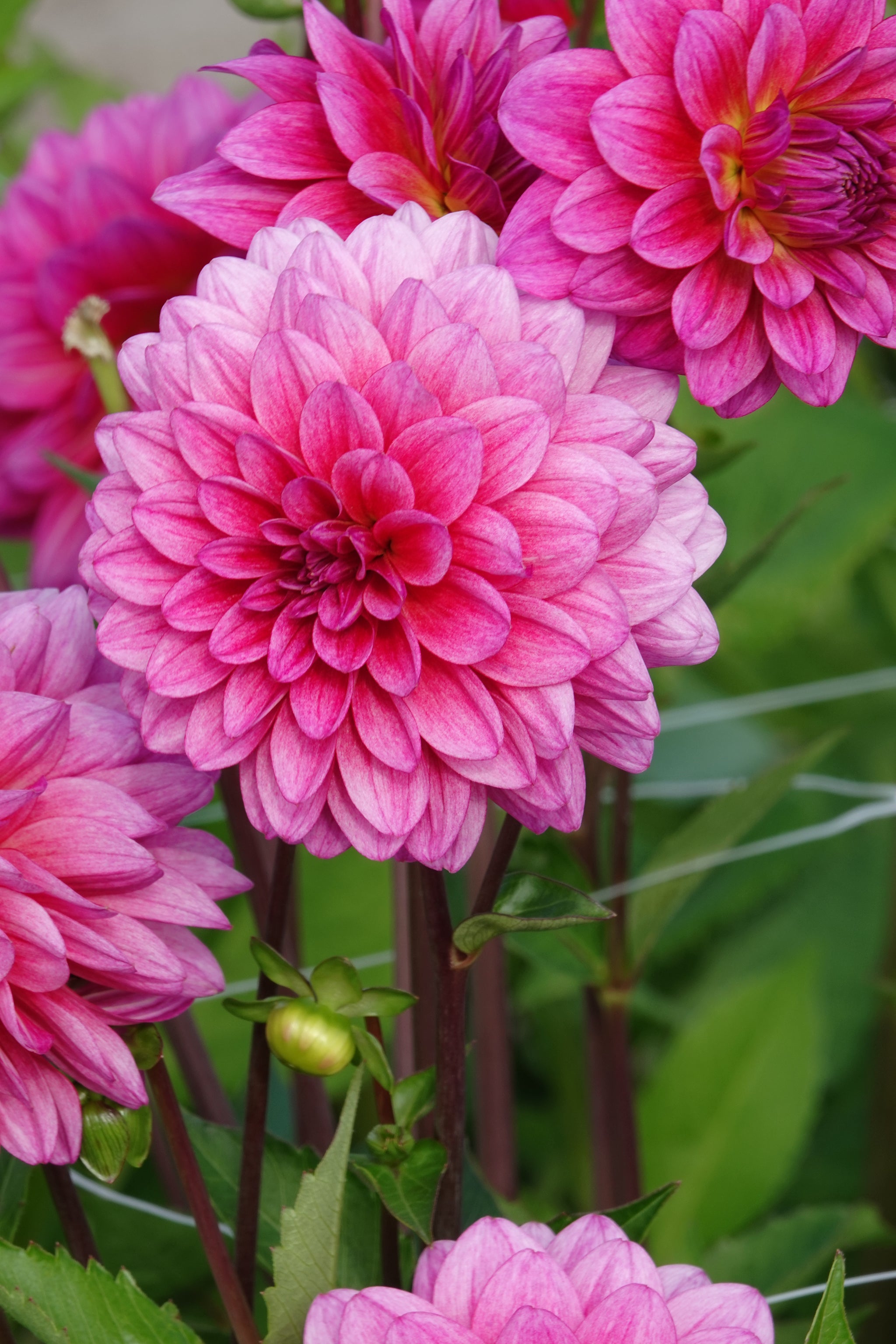 Dahlia Dutch Silence