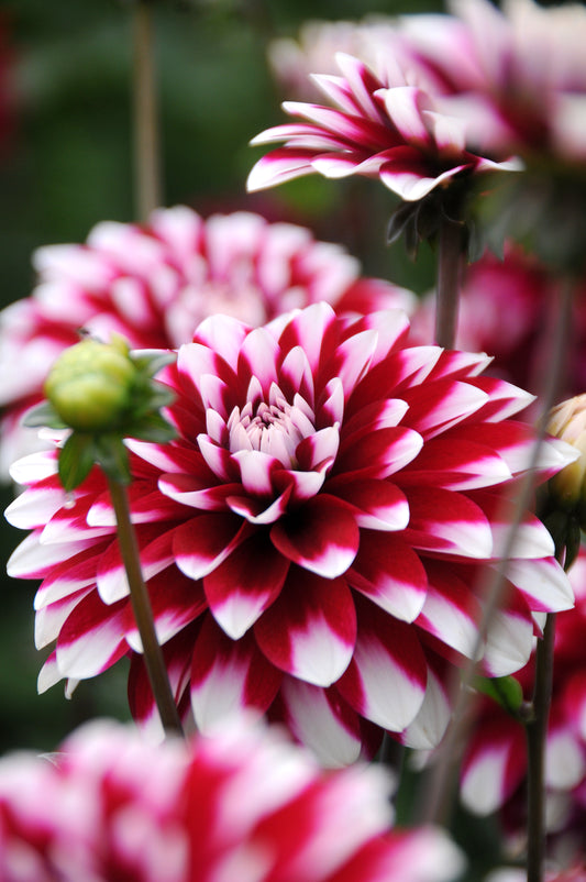 Dahlia Edinburg