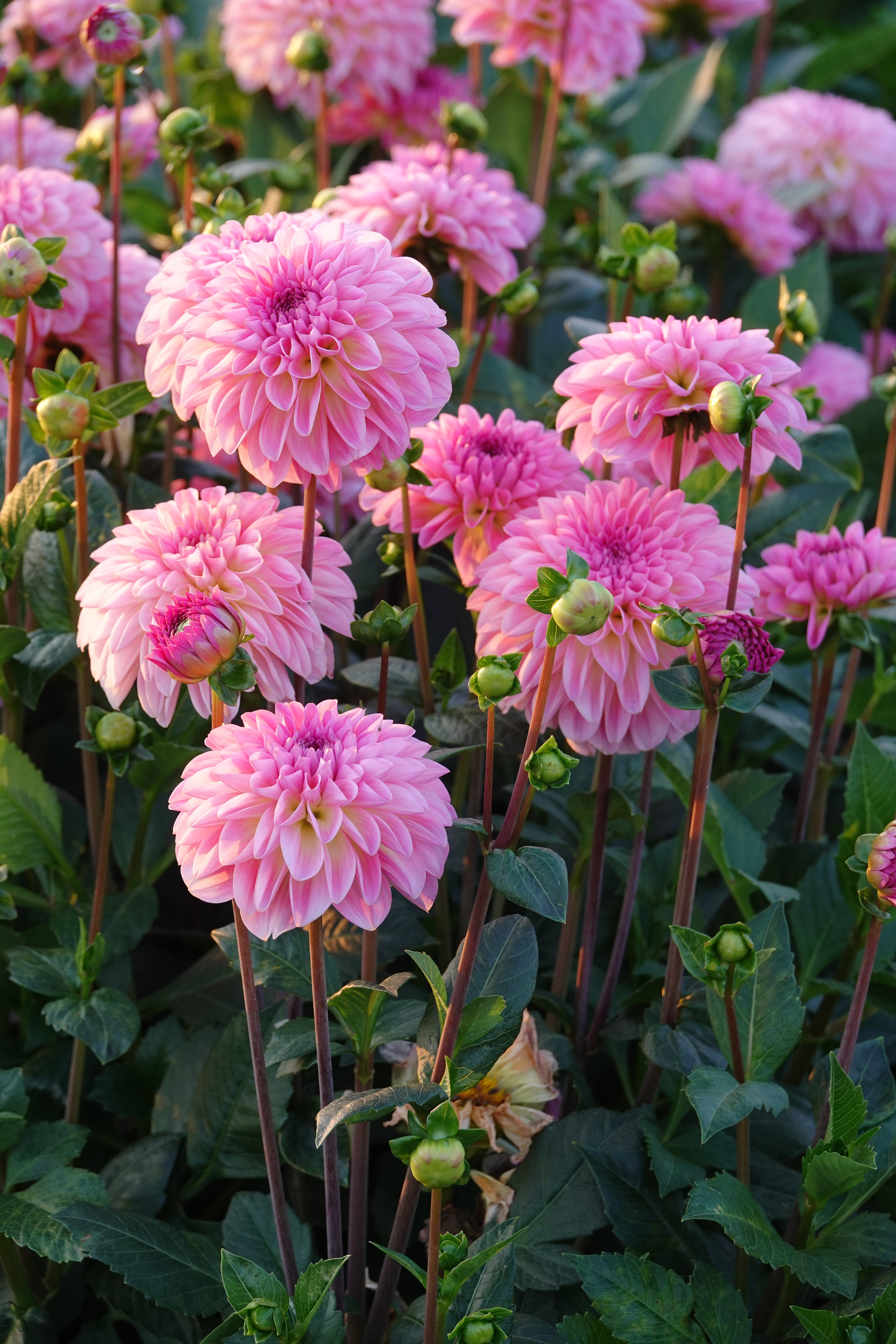 Dahlia Esli