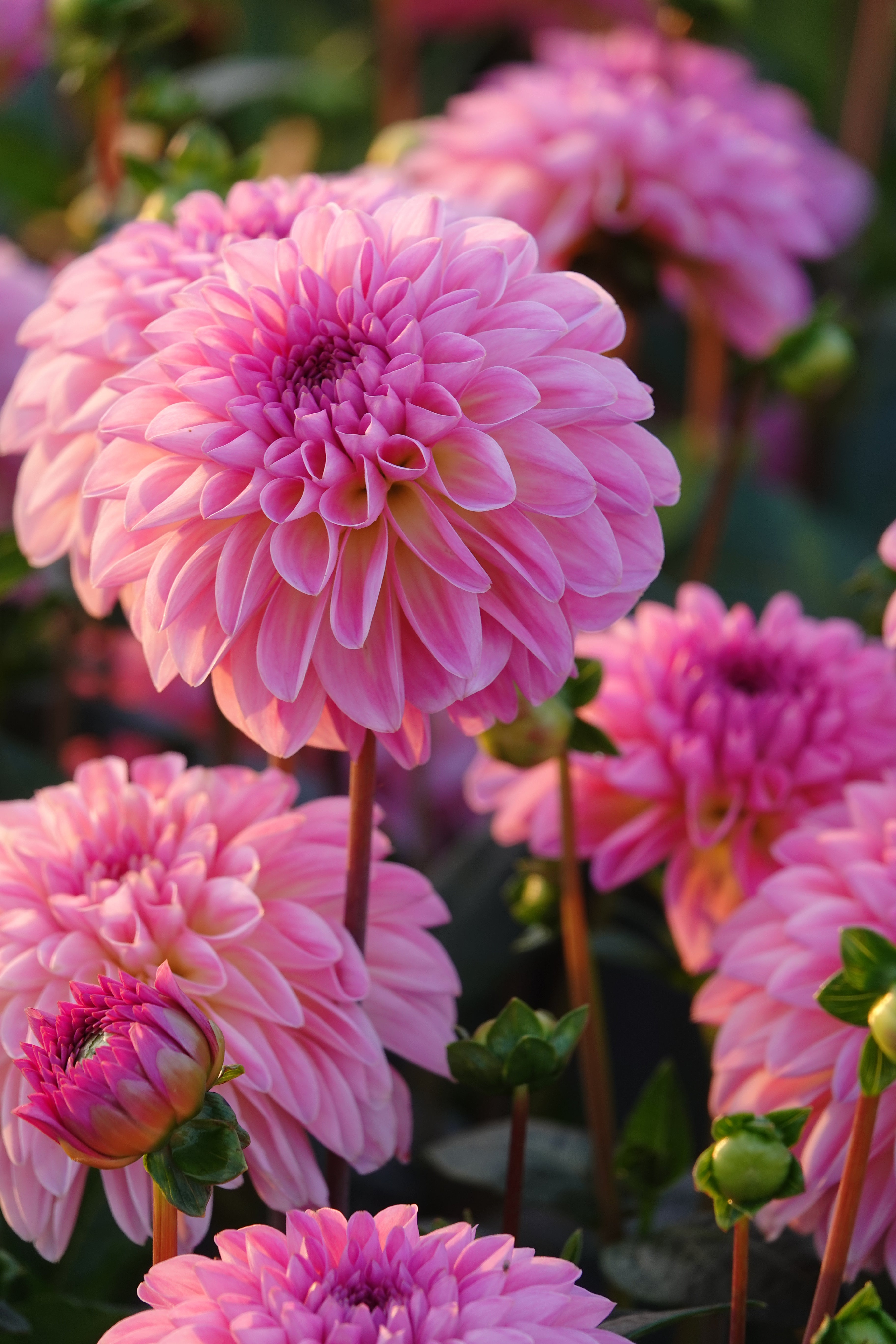 Dahlia Esli
