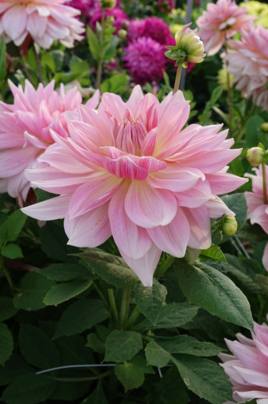 Dahlia Fairway Pilot