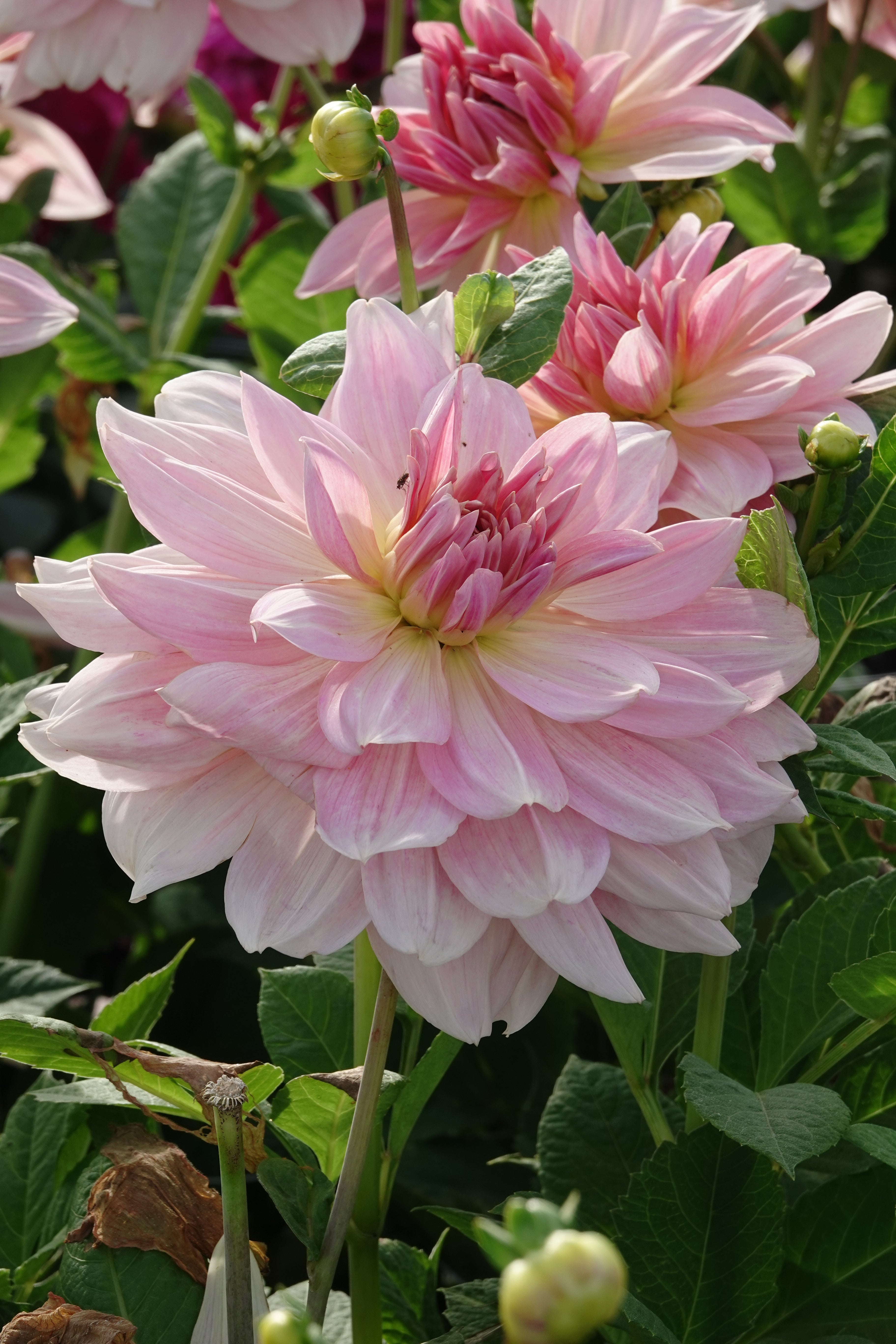 Dahlia Fairway Pilot