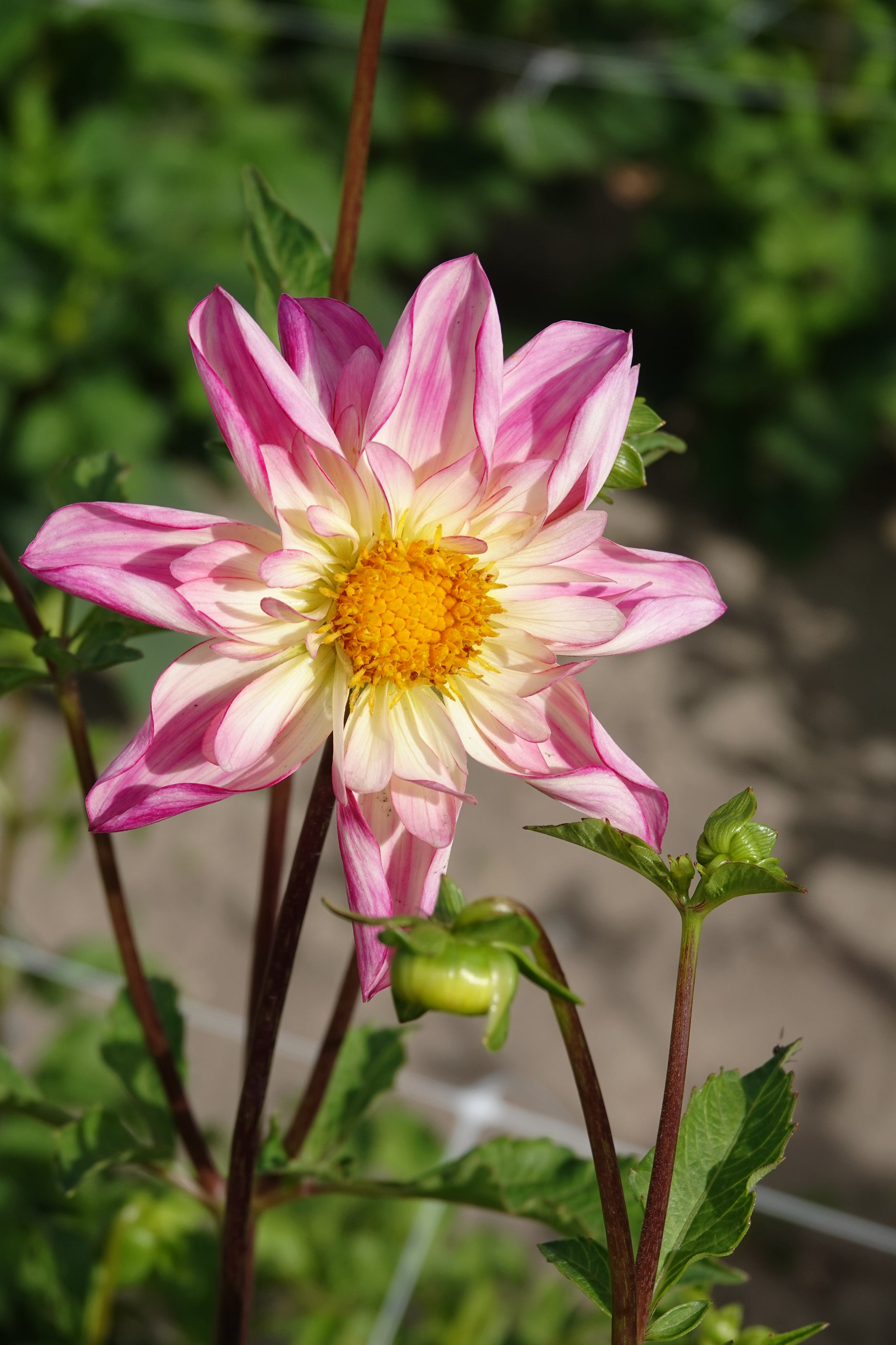 Dahlia Fancy Pants