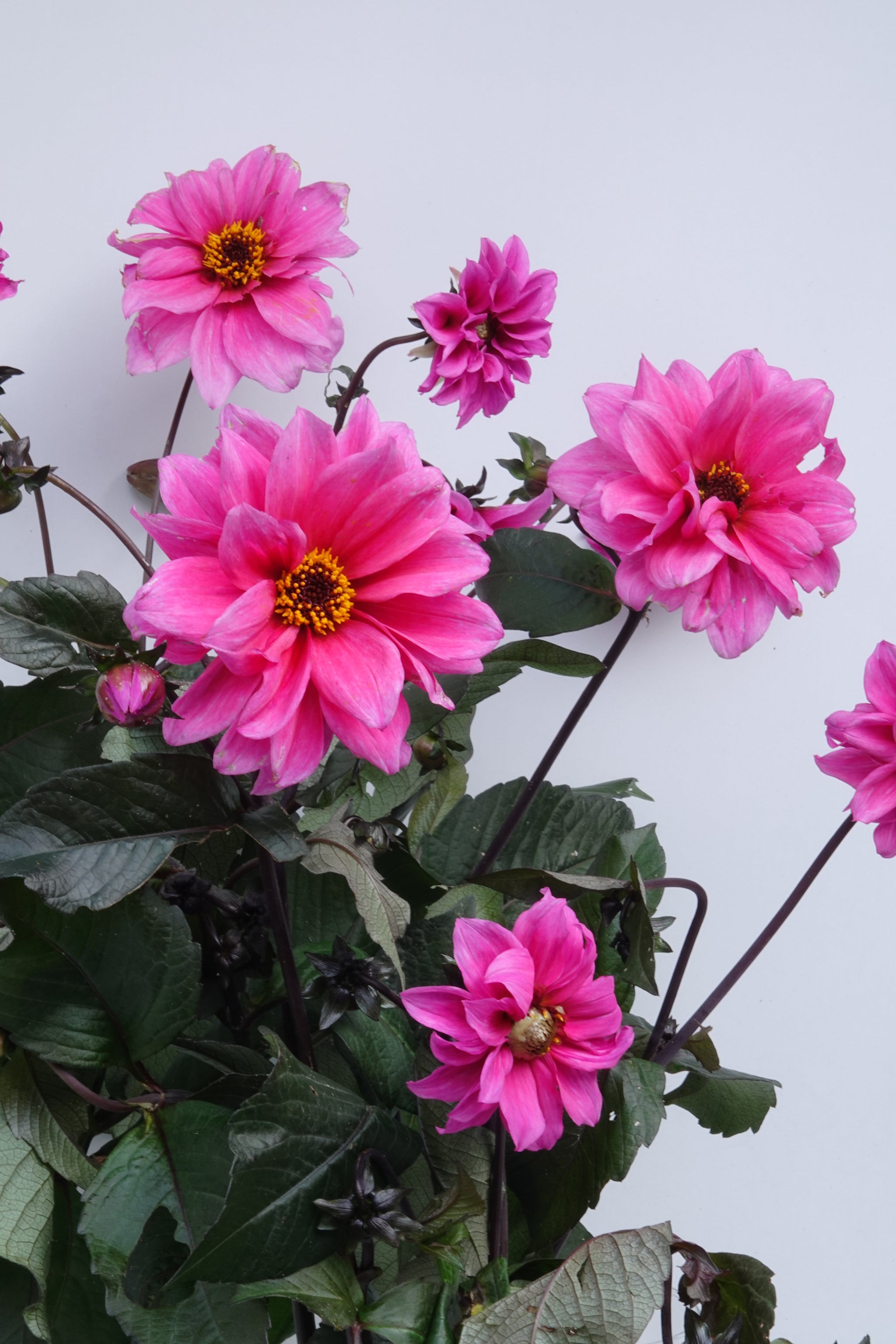 Dahlia Fascination