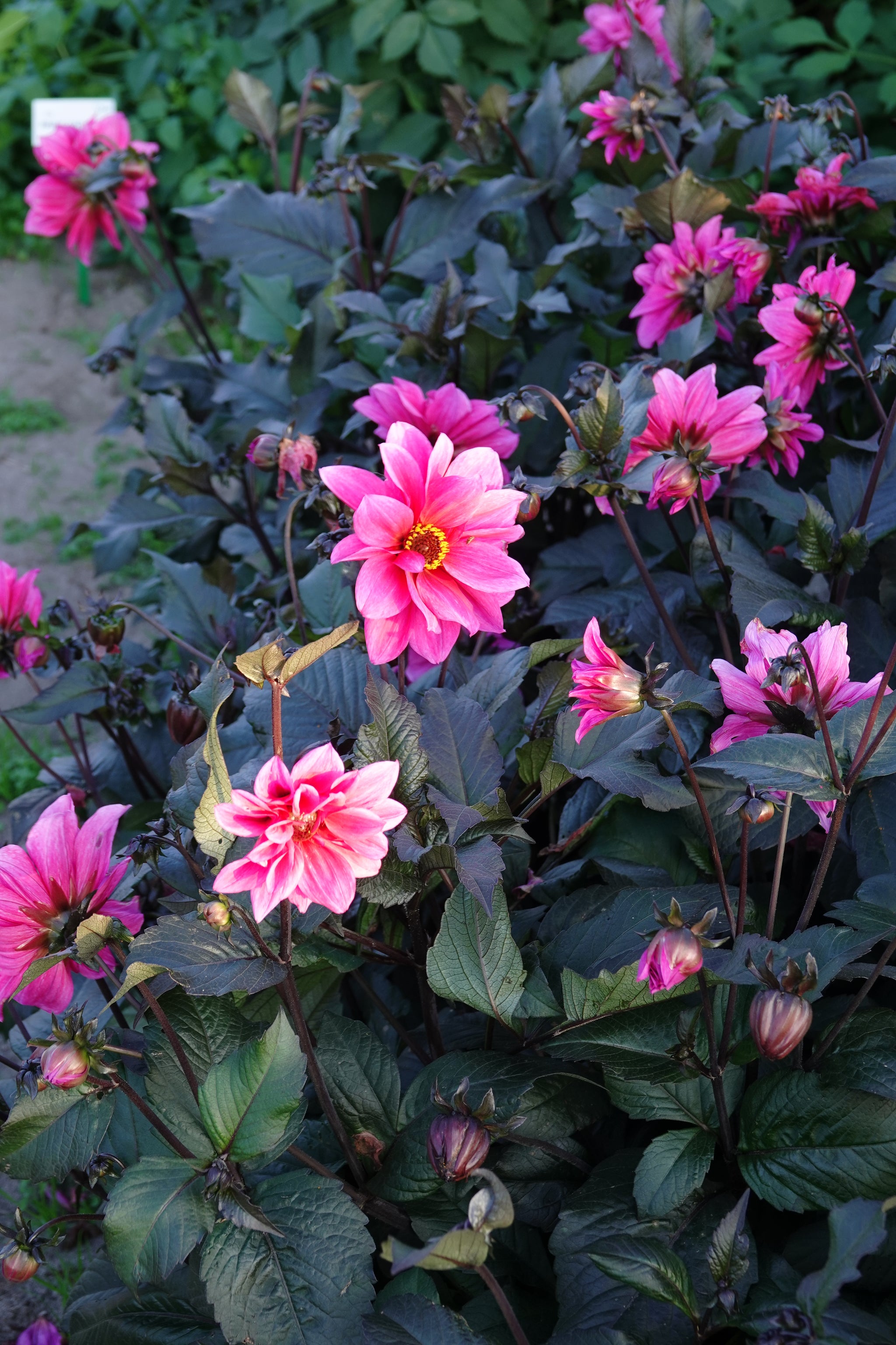 Dahlia Fascination