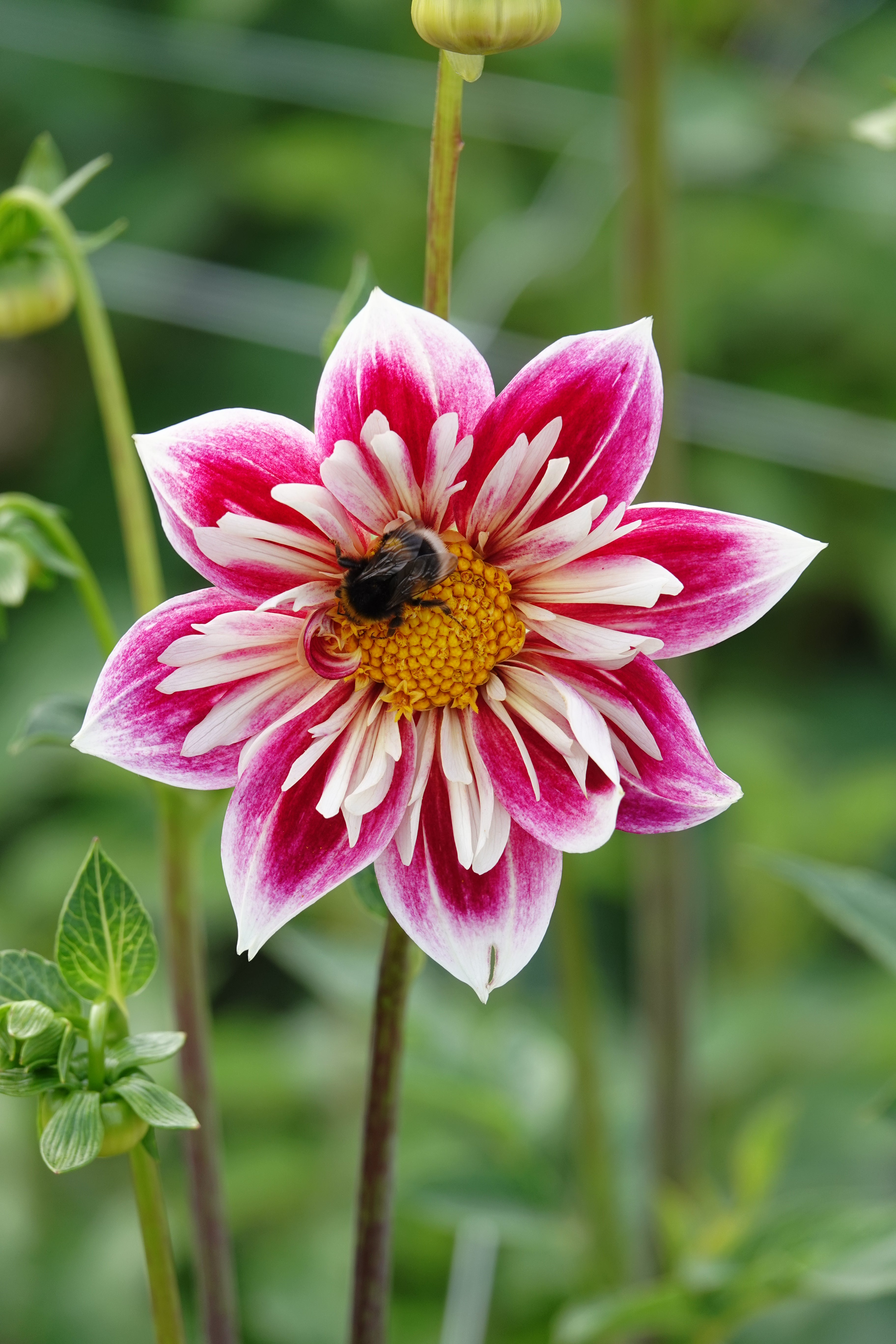 Dahlia Fashion Monger