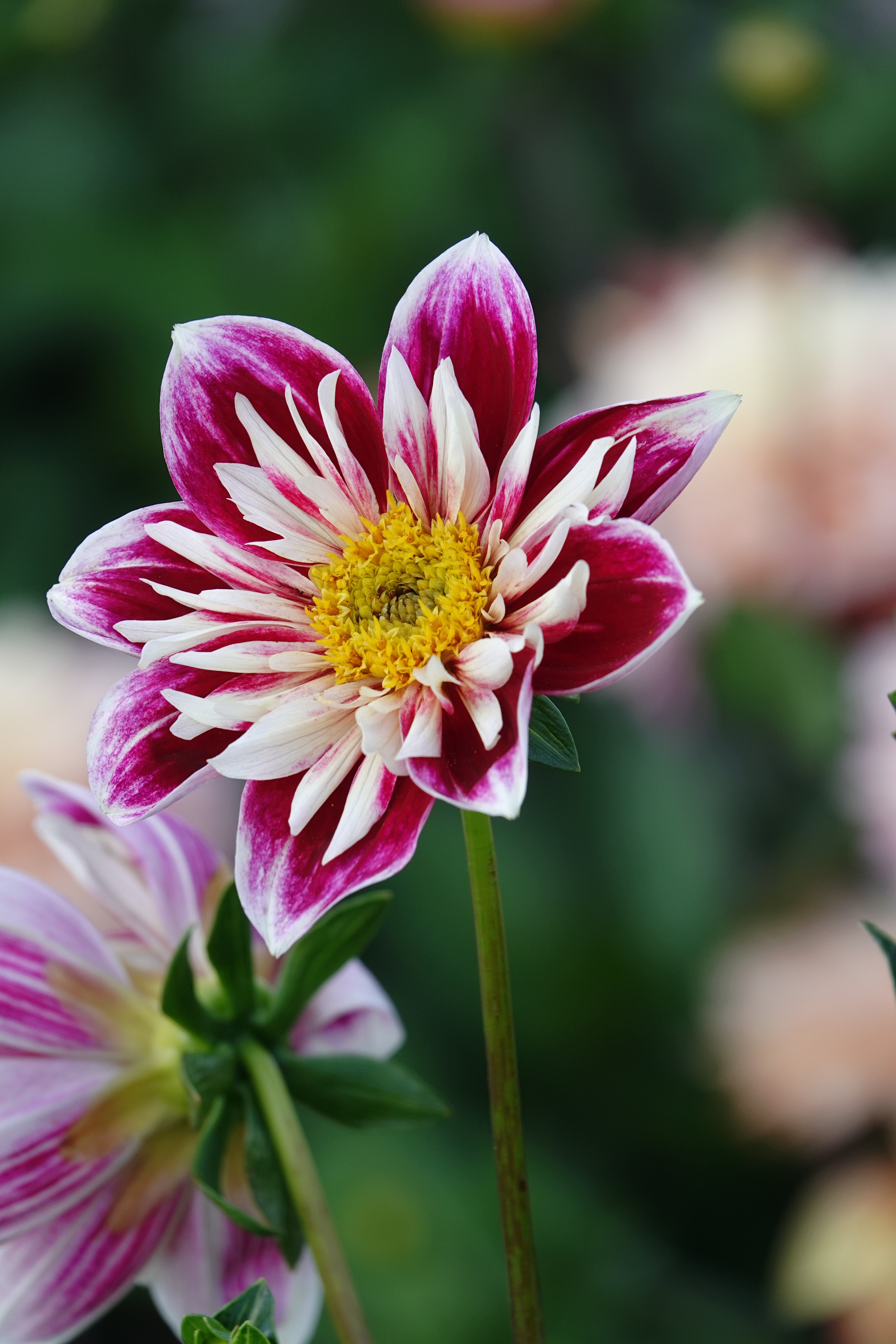 Dahlia Fashion Monger