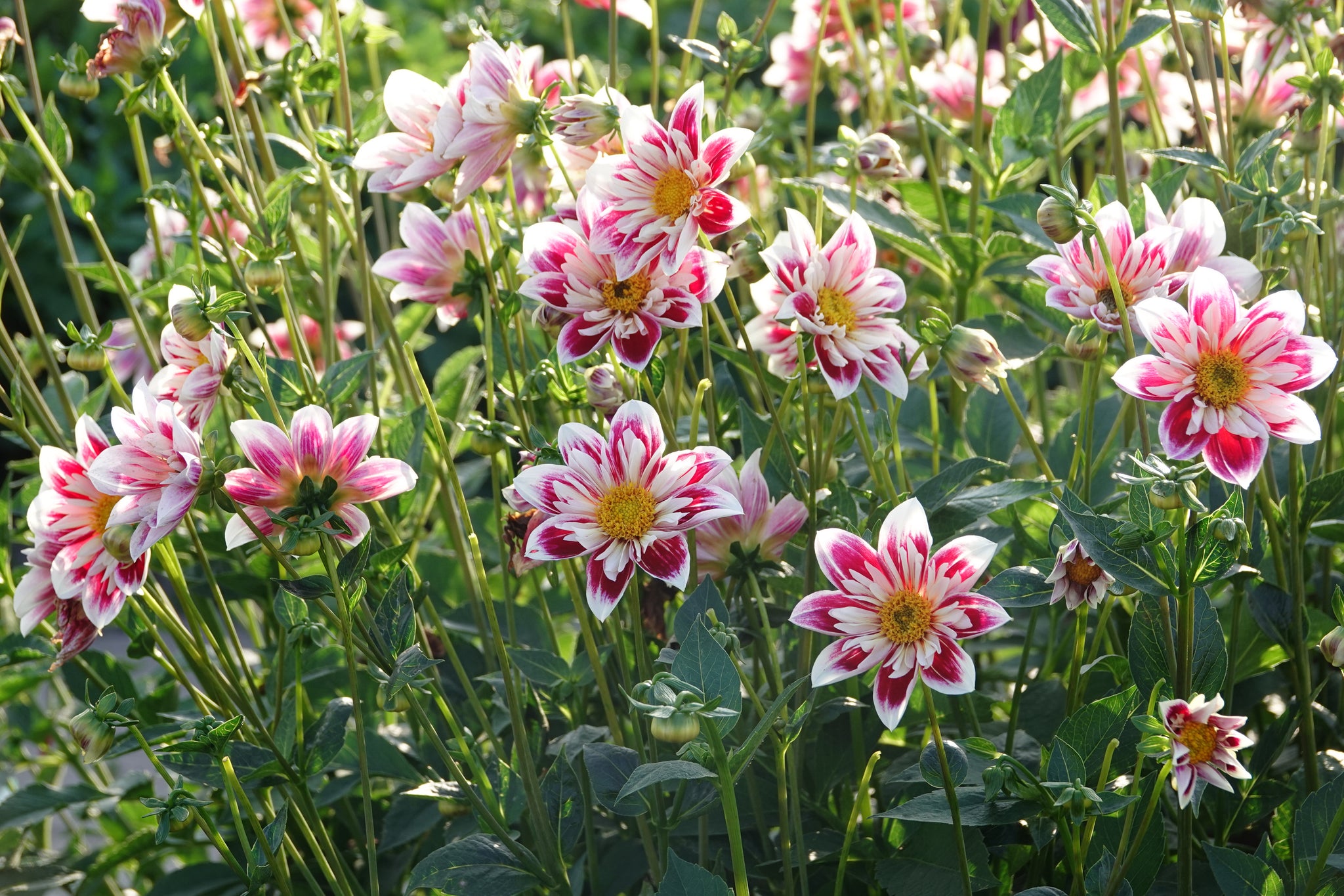 Dahlia Fashion Monger