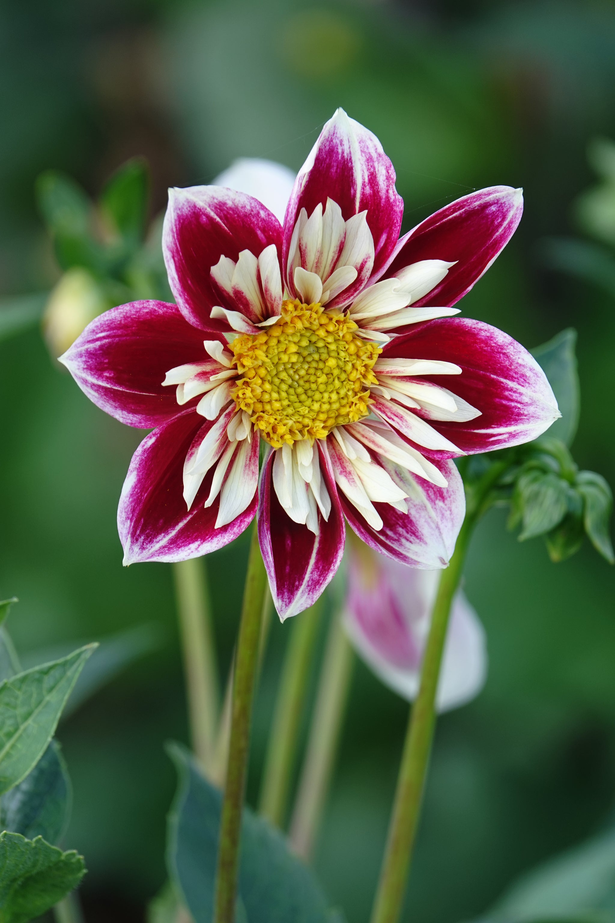 Dahlia Fashion Monger