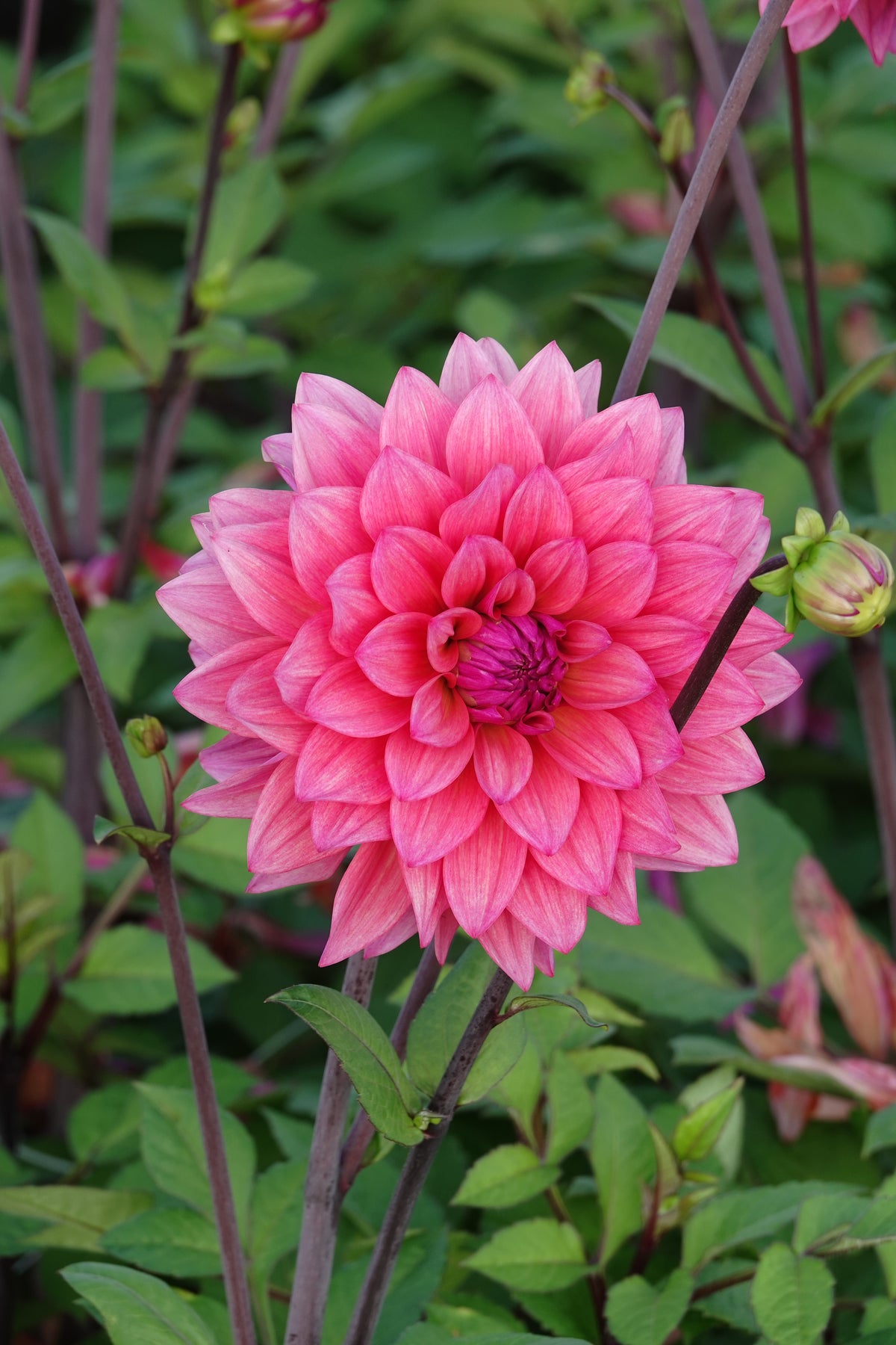 Dahlia Feline Yvonne