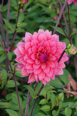 Dahlia Feline Yvonne