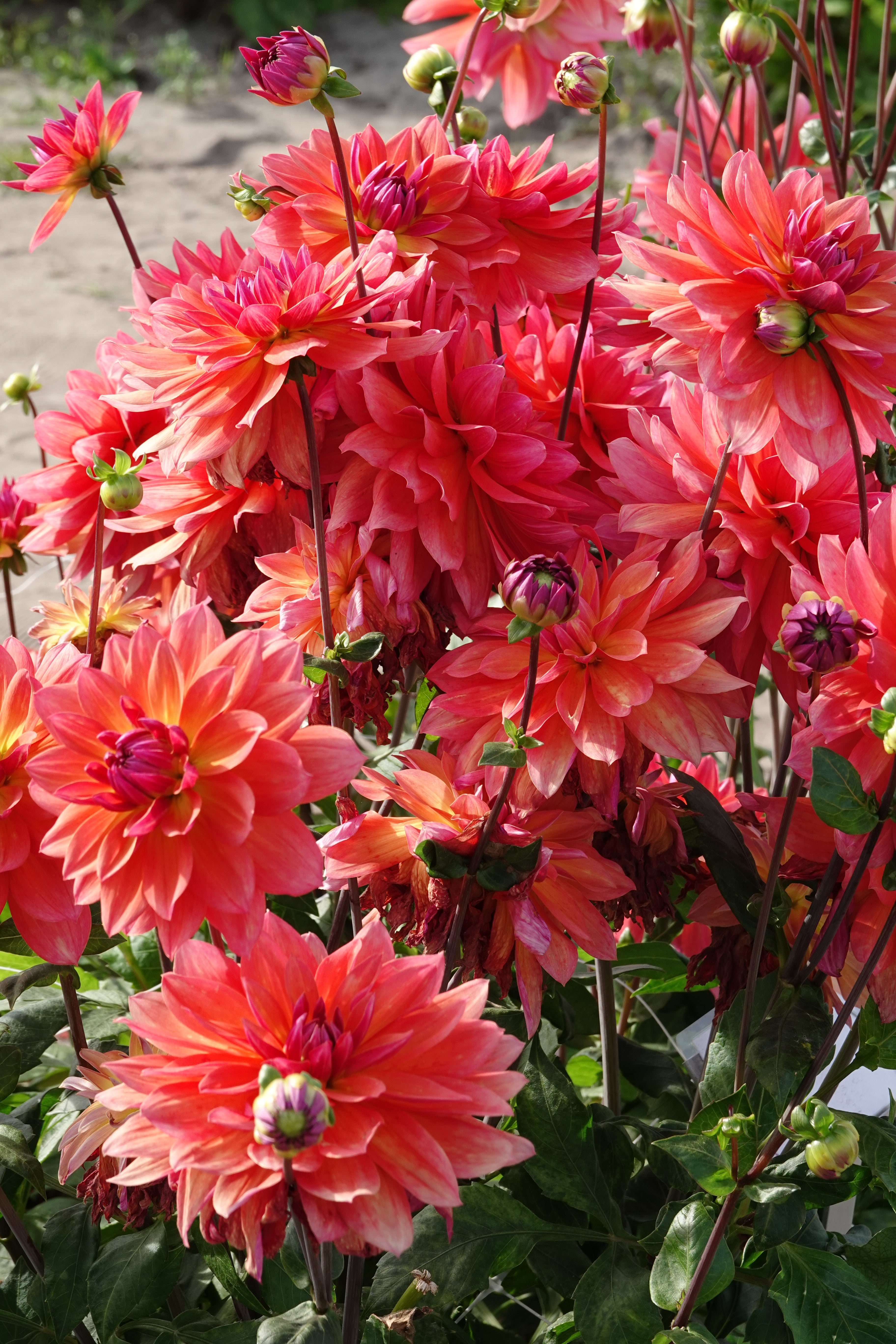 Dahlia Firepot