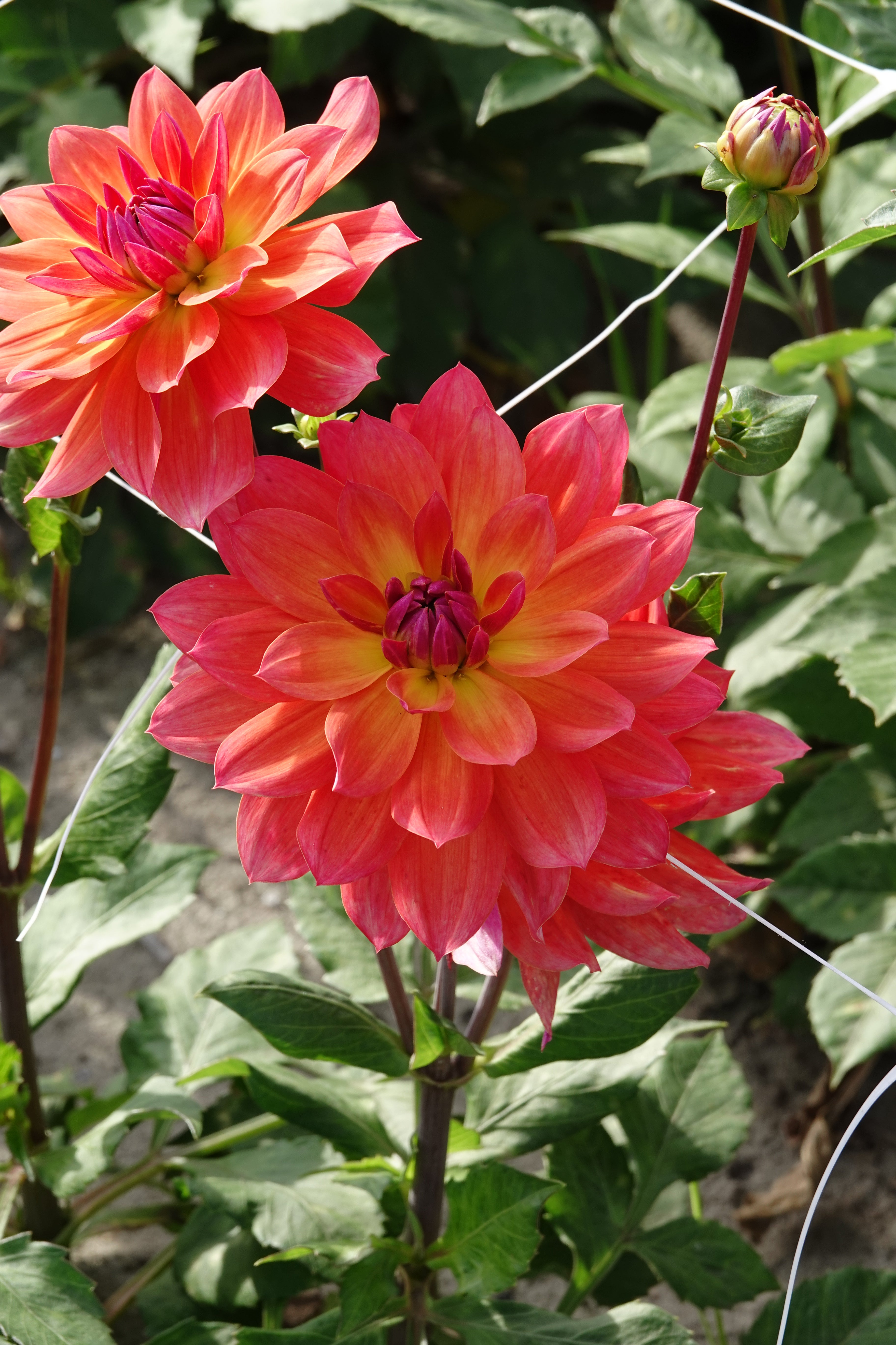 Dahlia Firepot