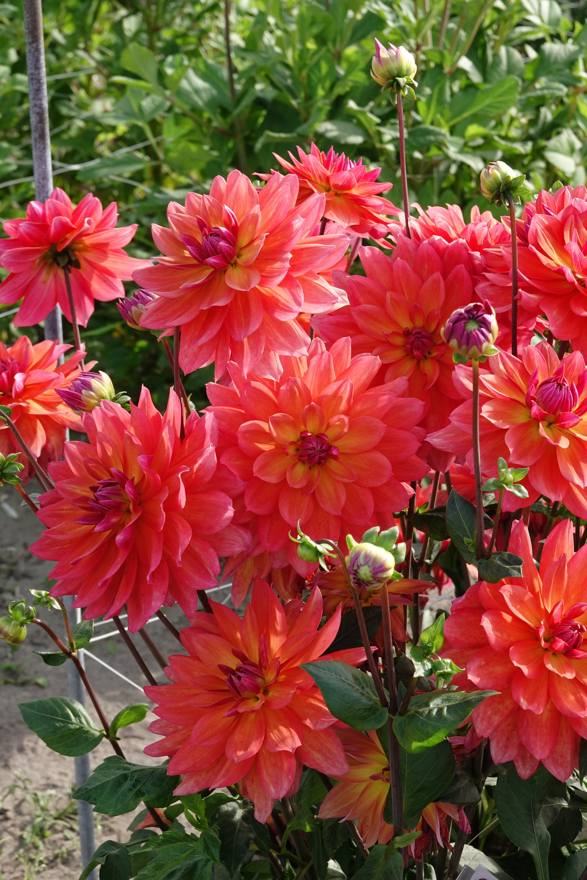 Dahlia Firepot