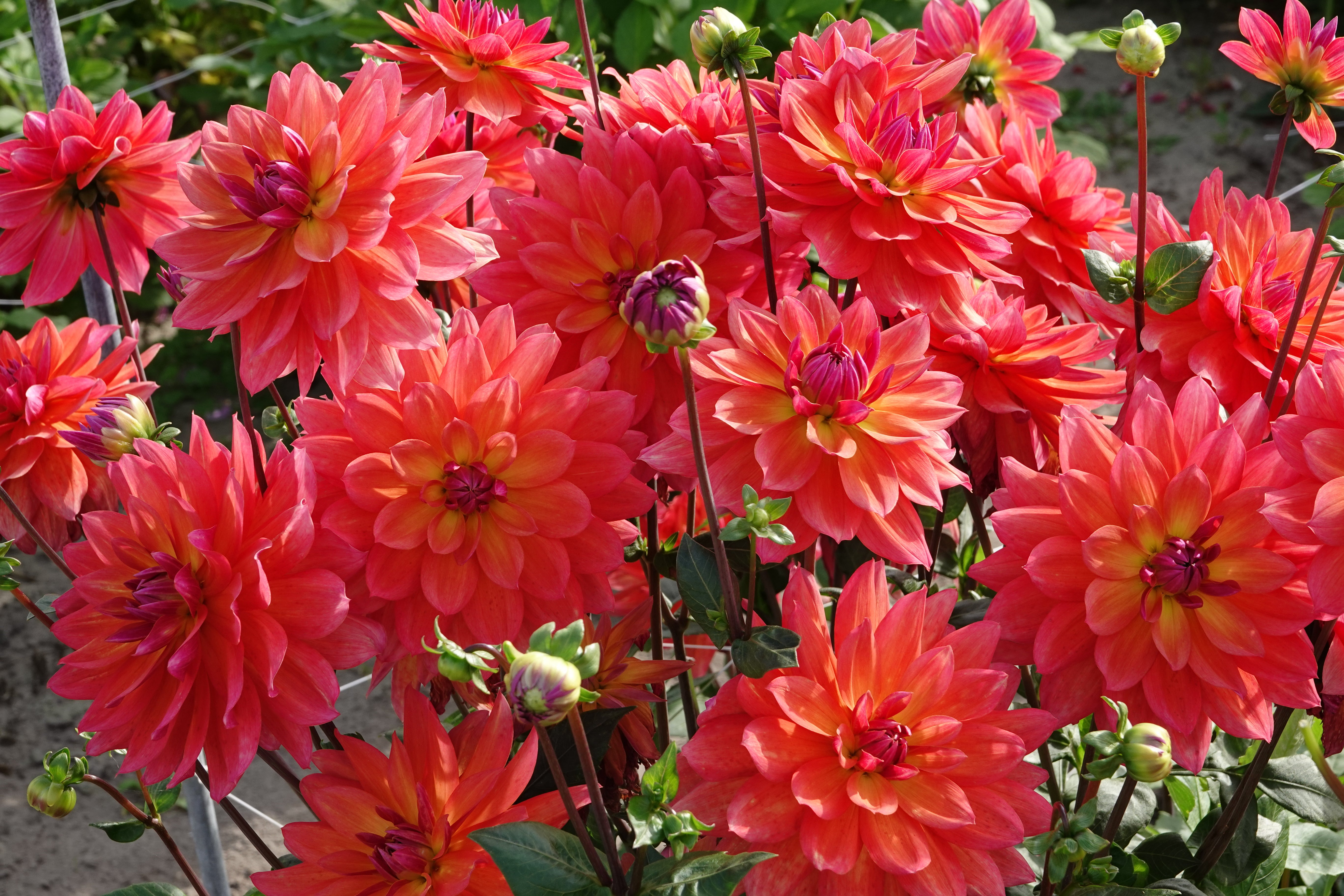 Dahlia Firepot