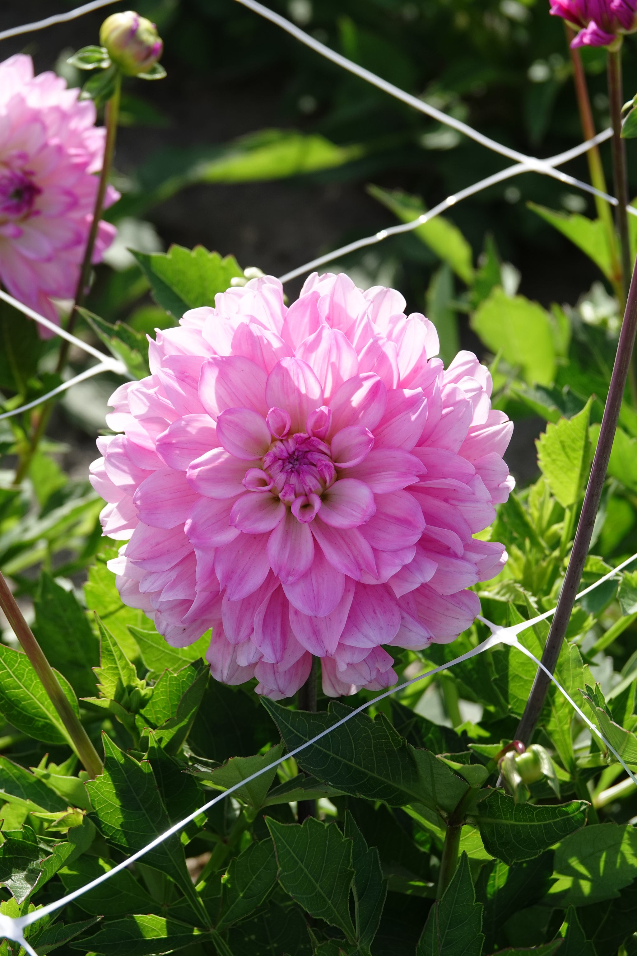 Dahlia Garden Sensation