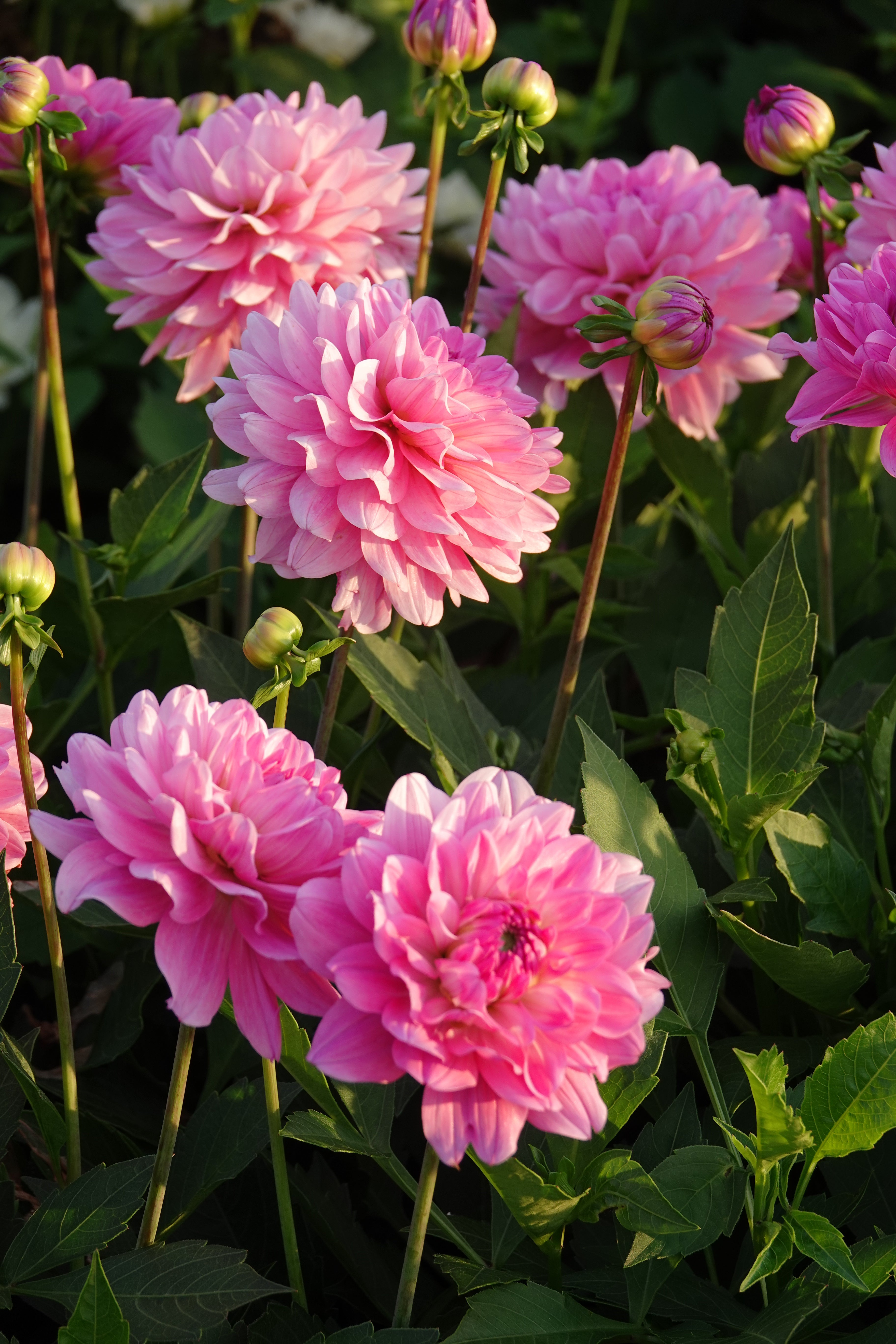 Dahlia Garden Sensation