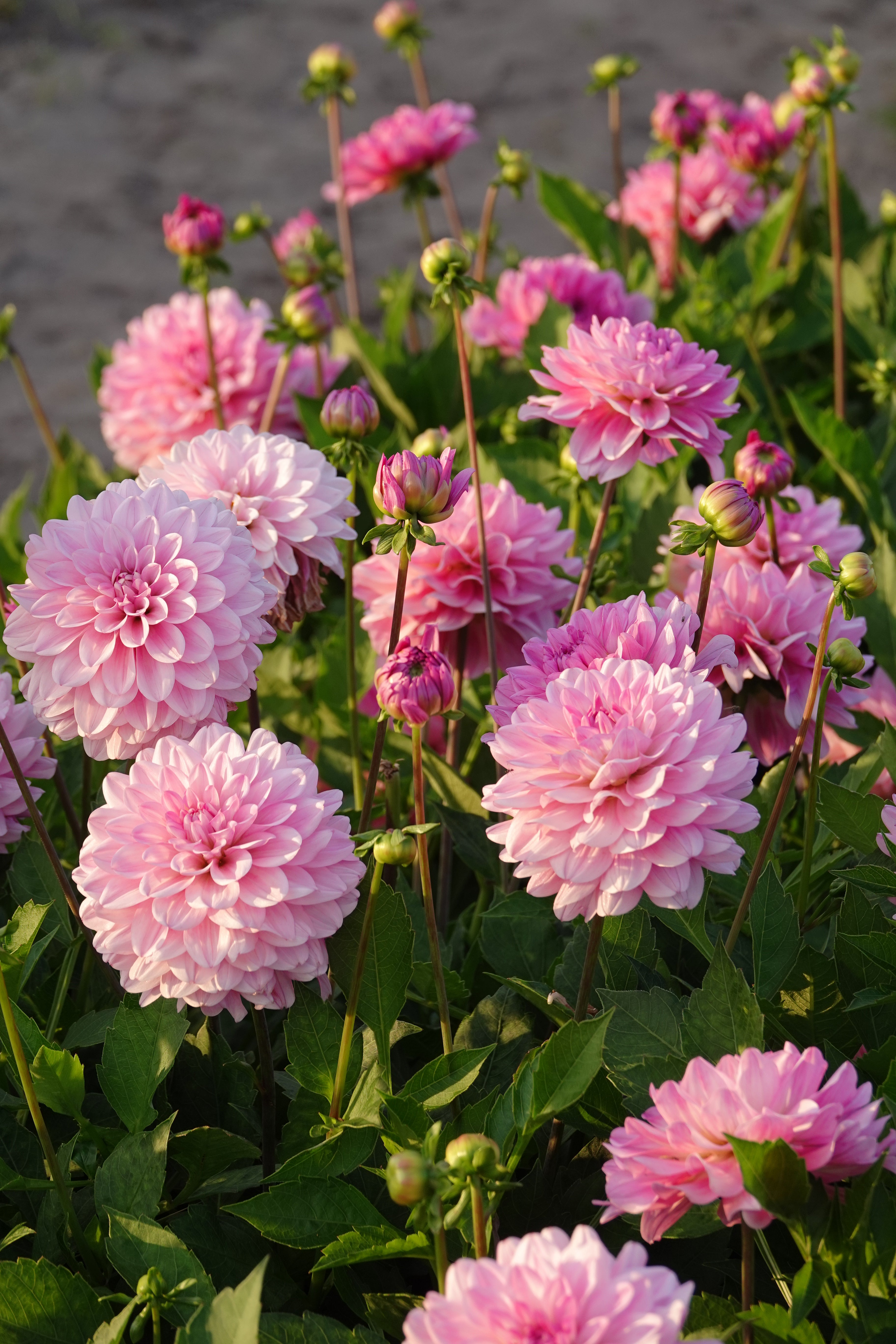 Dahlia Garden Sensation