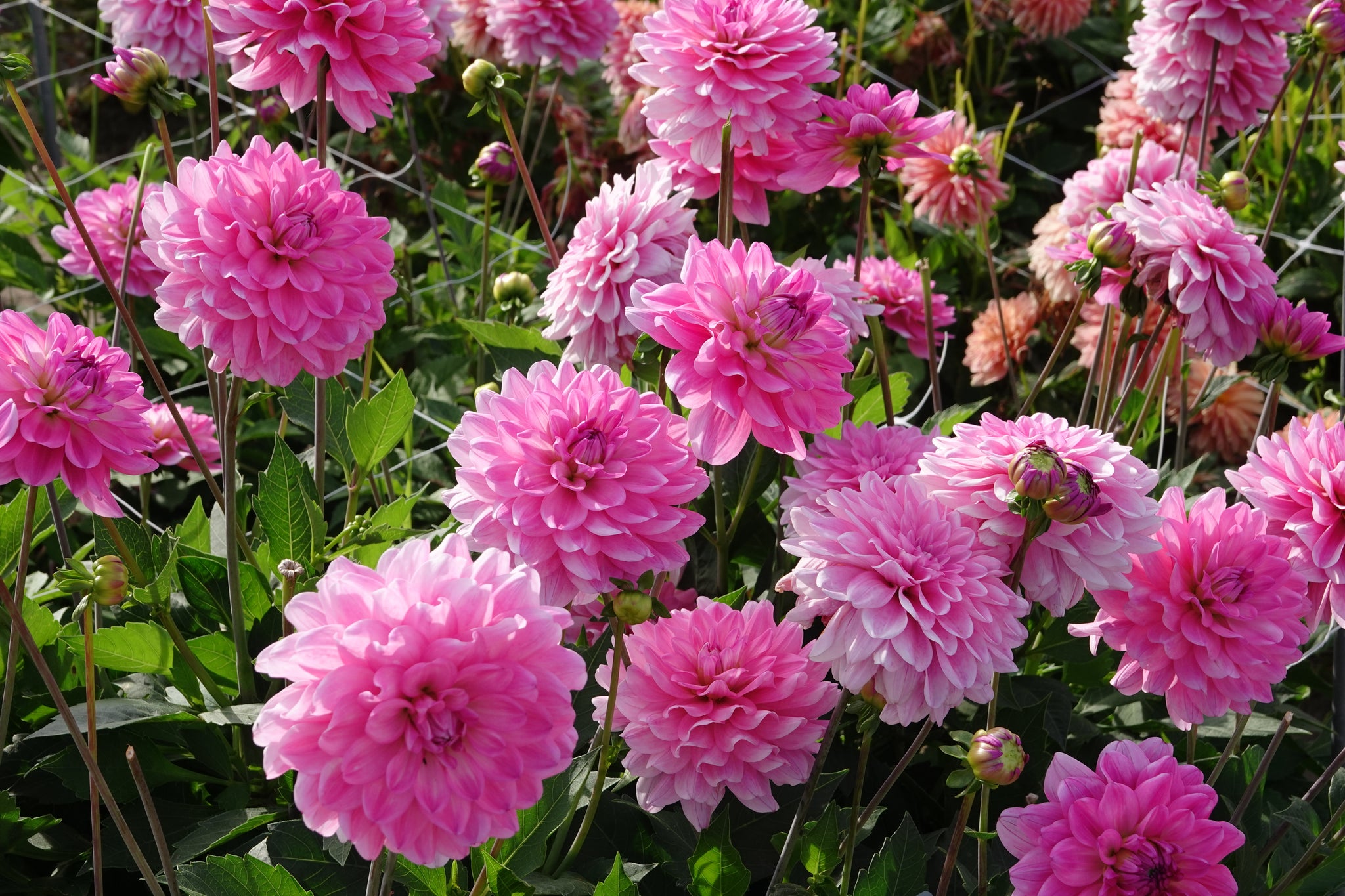 Dahlia Garden Sensation