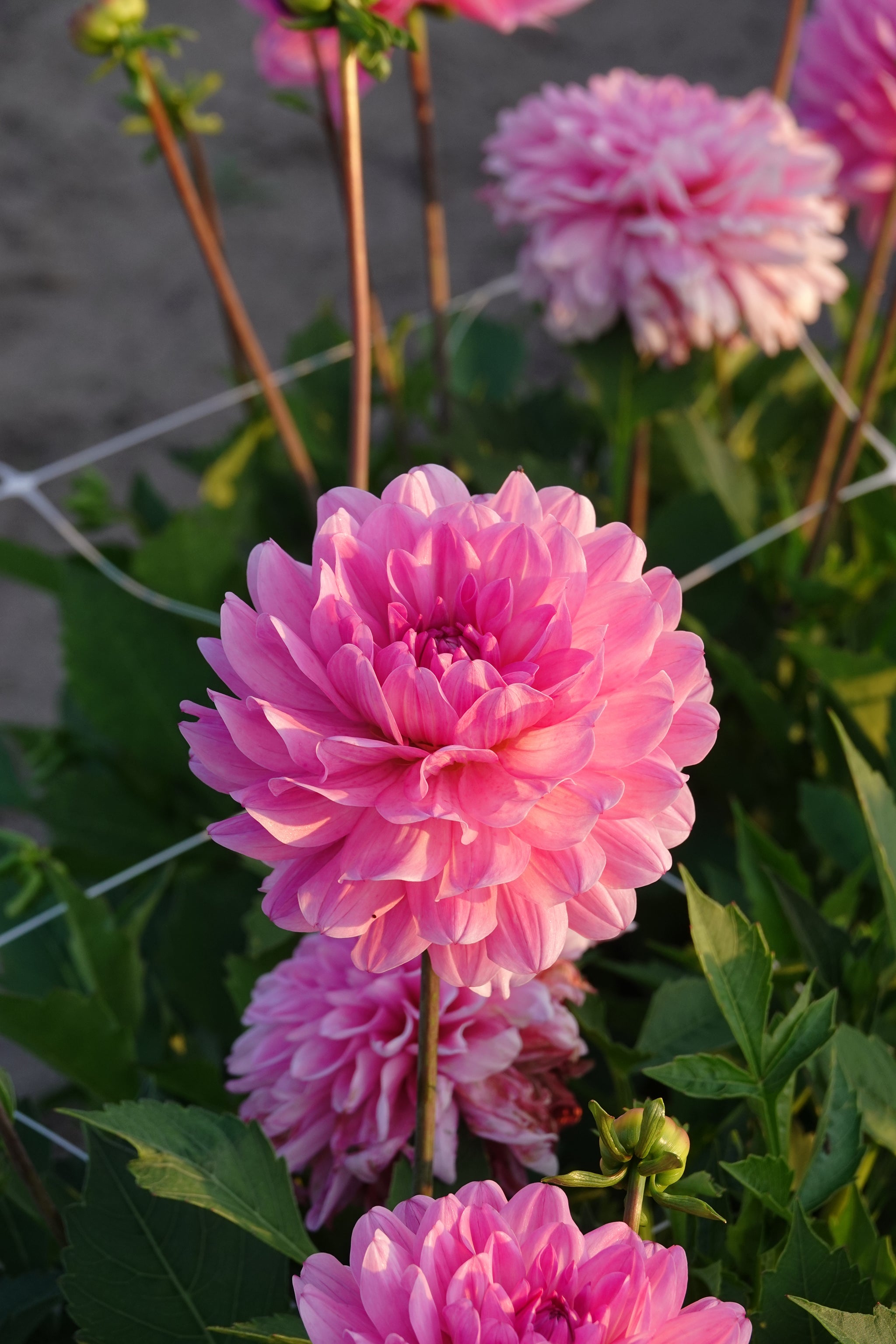 Dahlia Garden Sensation