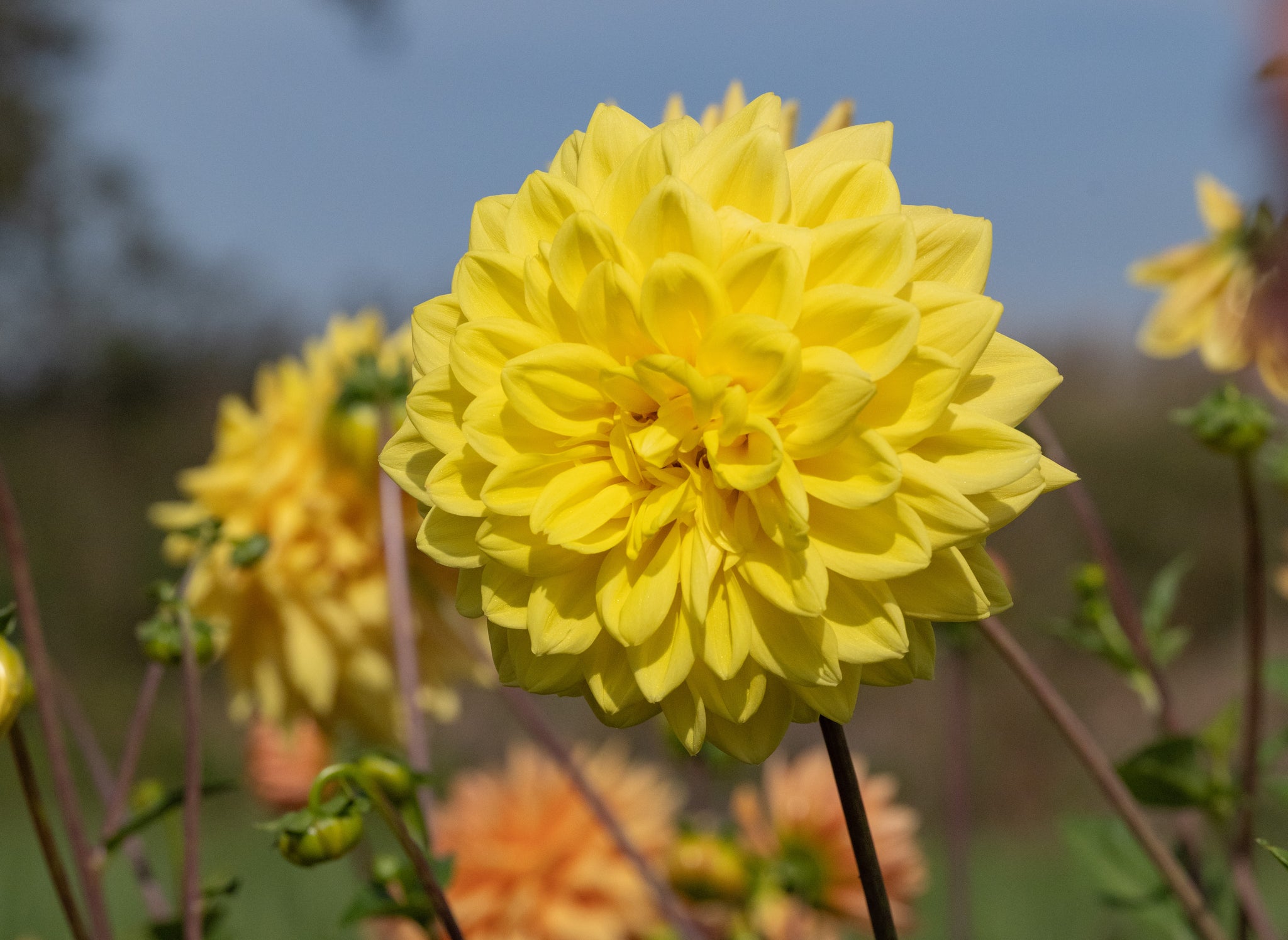 Dahlia Golden Emblem