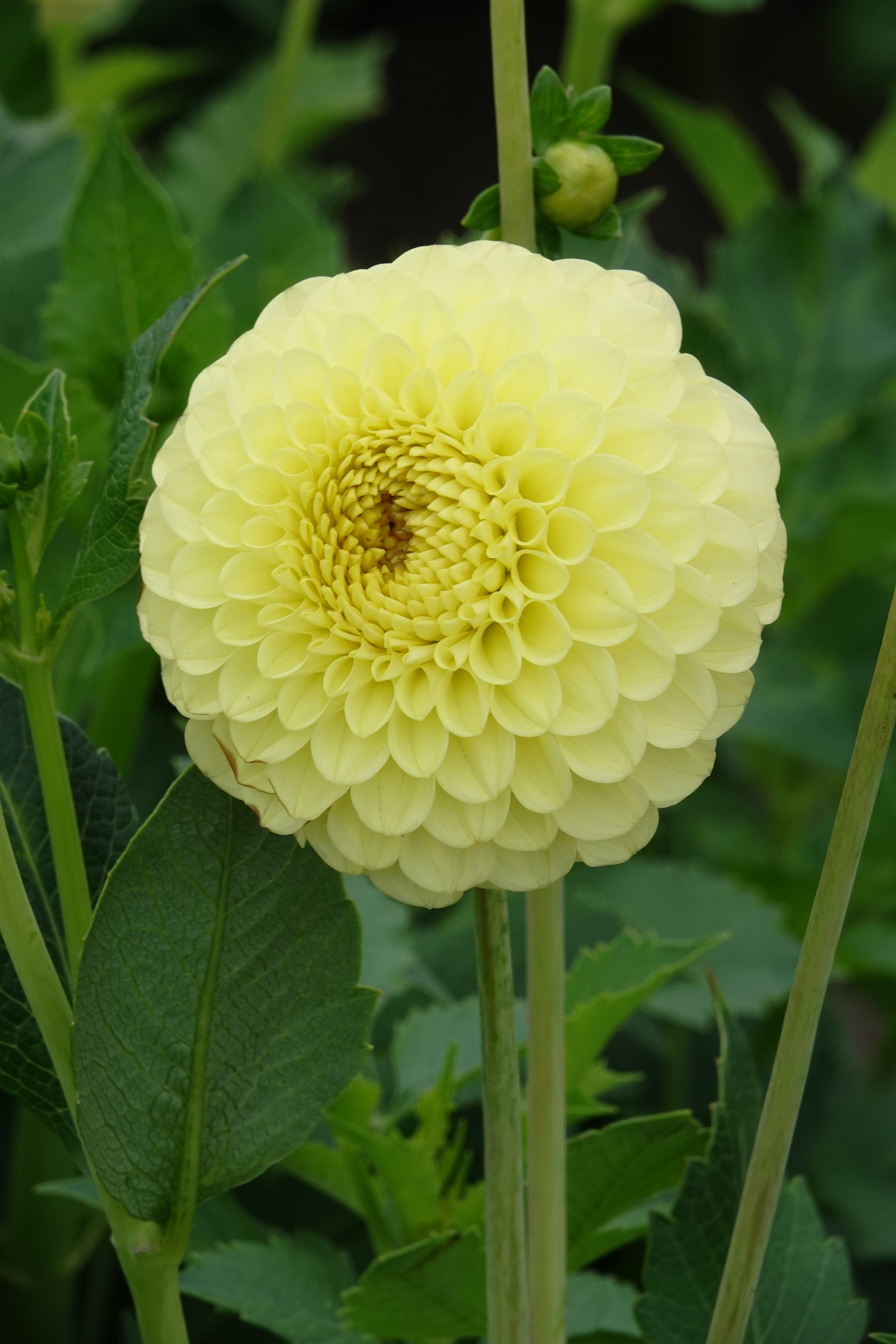 Dahlia Golden Torch