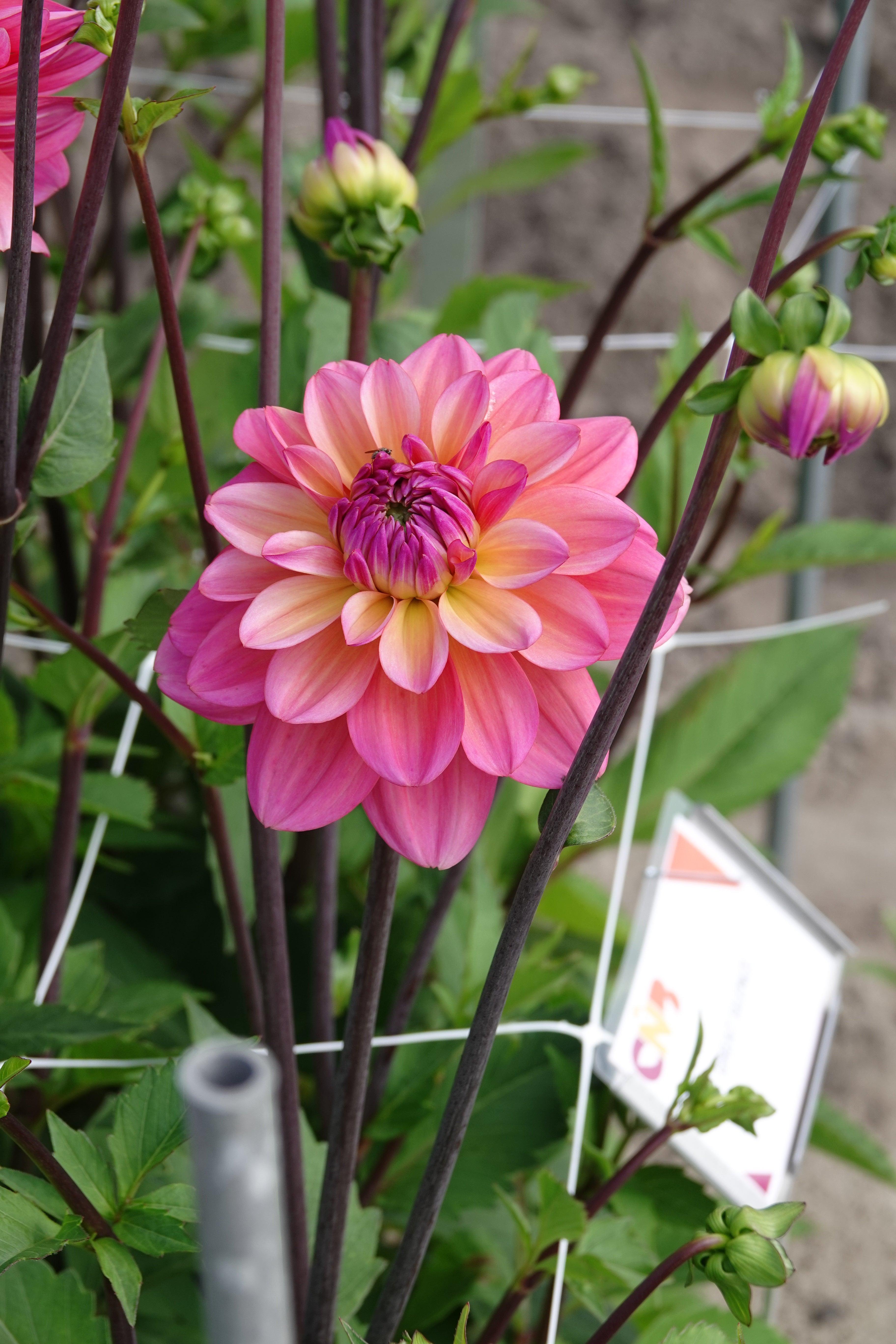 Dahlia Great Silence
