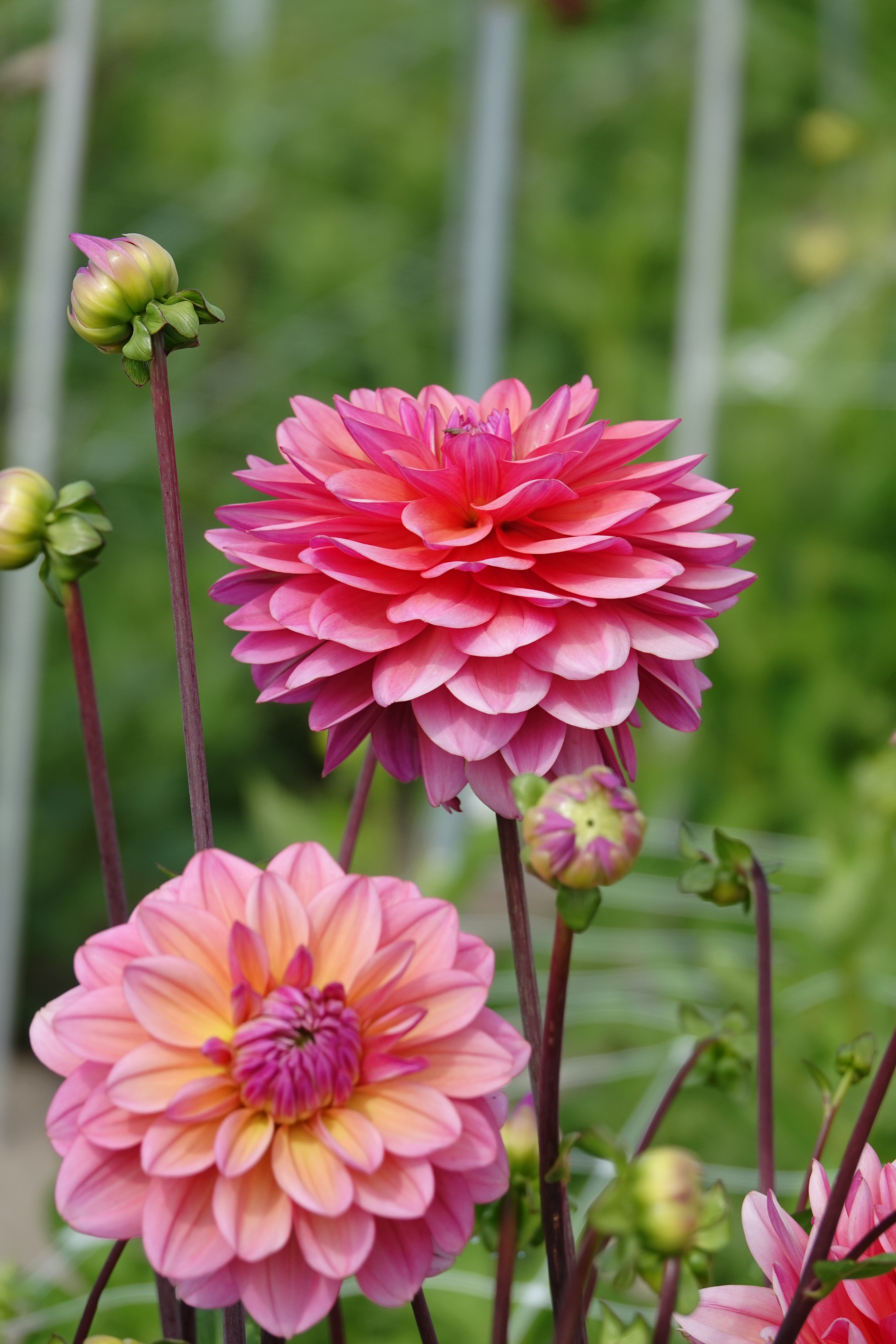 Dahlia Great Silence