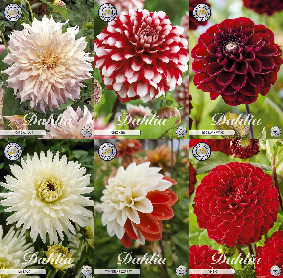 Collection Growing Love