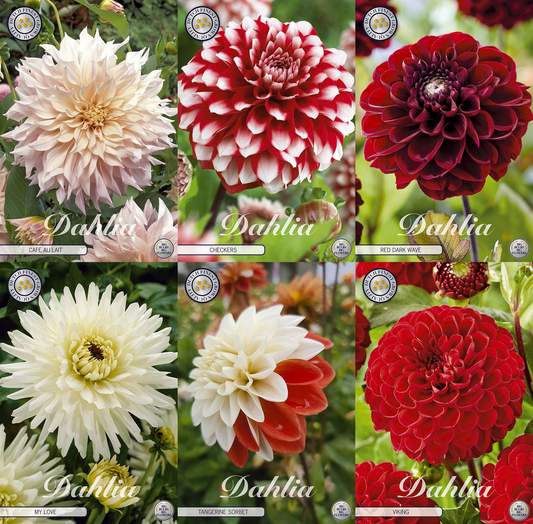 Collection Growing Love