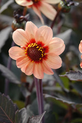 Dahlia HS First Love