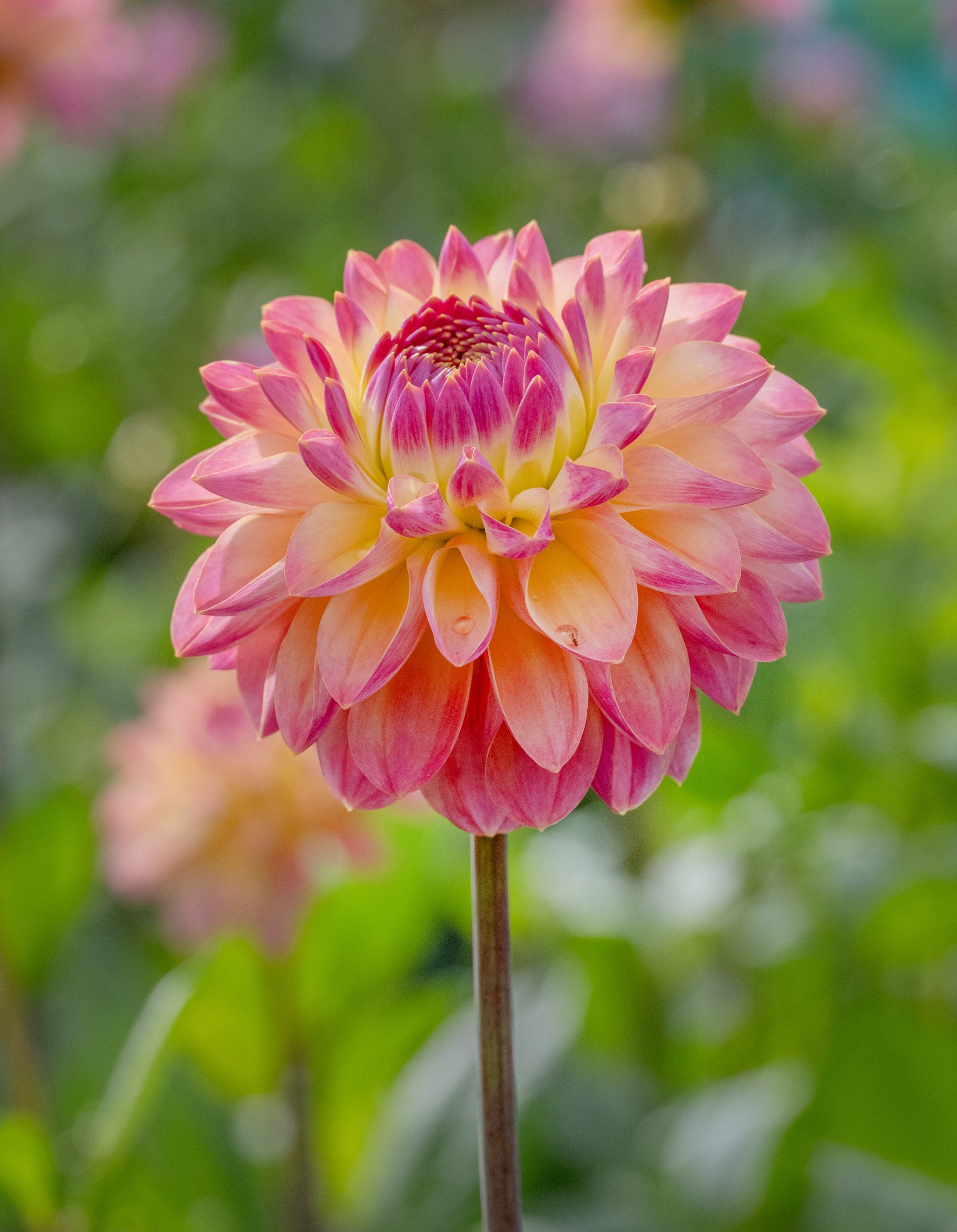 Dahlia Hapet Pastel
