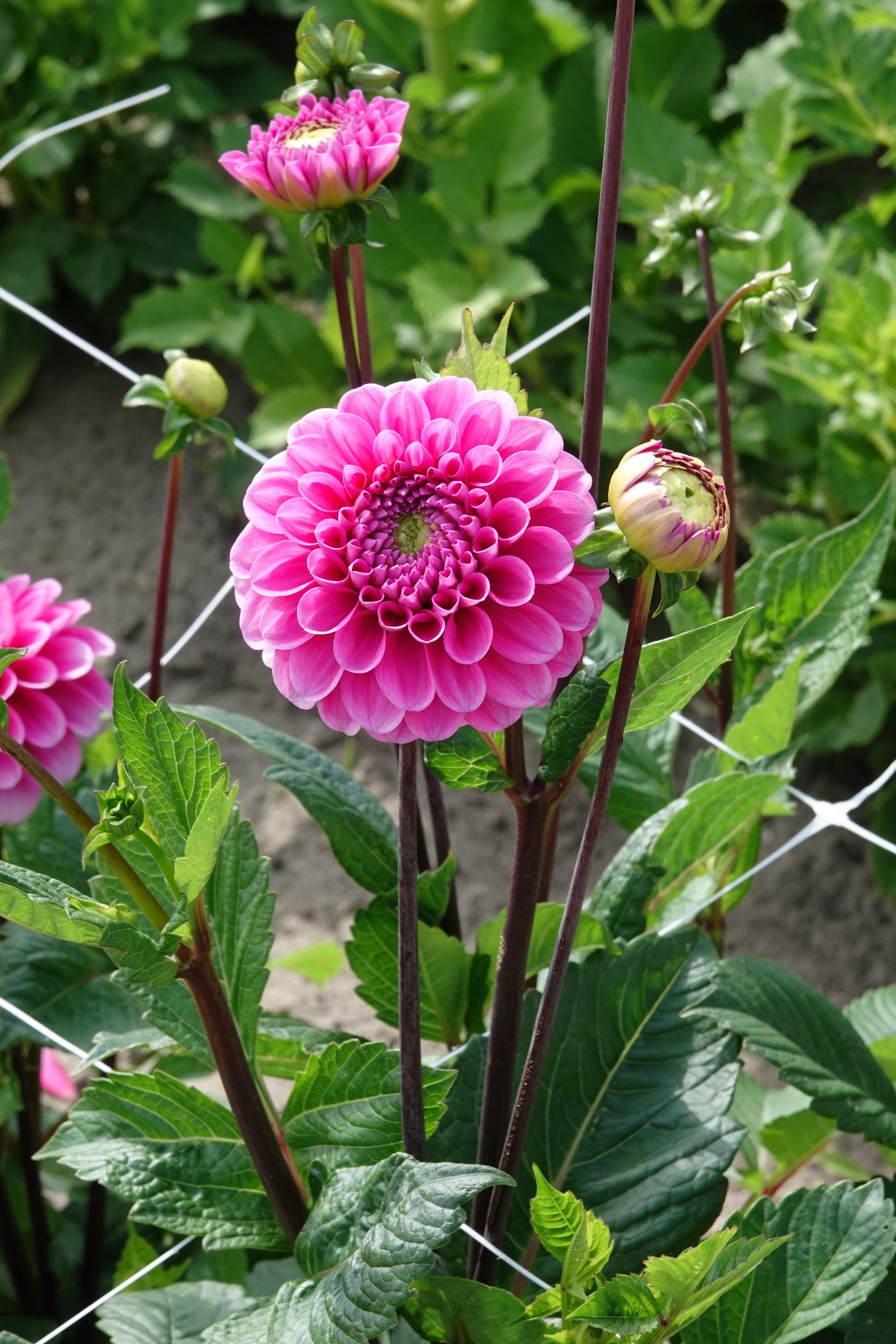 Dahlia Happy Hour