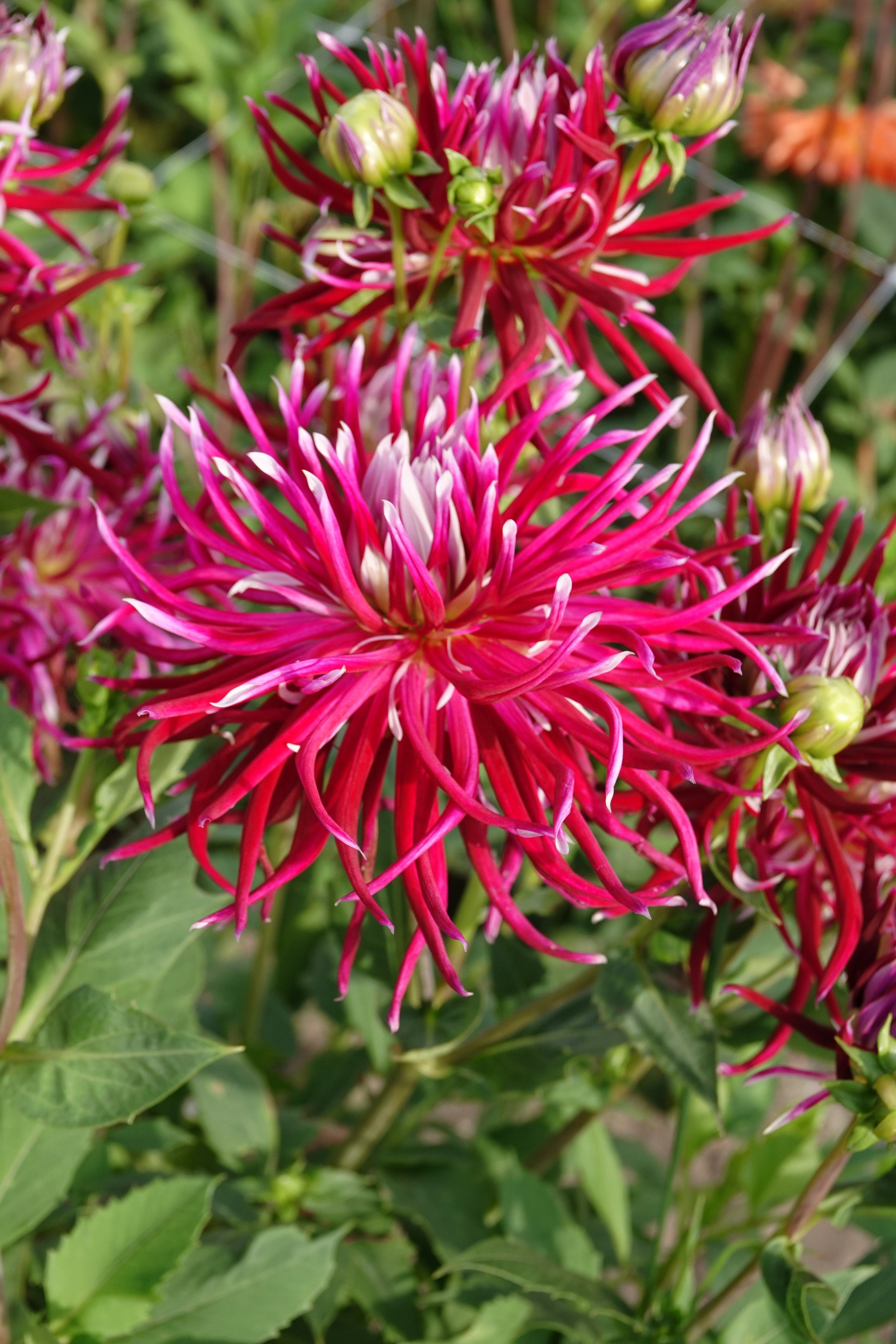 Dahlia Hollyhill Spiderwoman