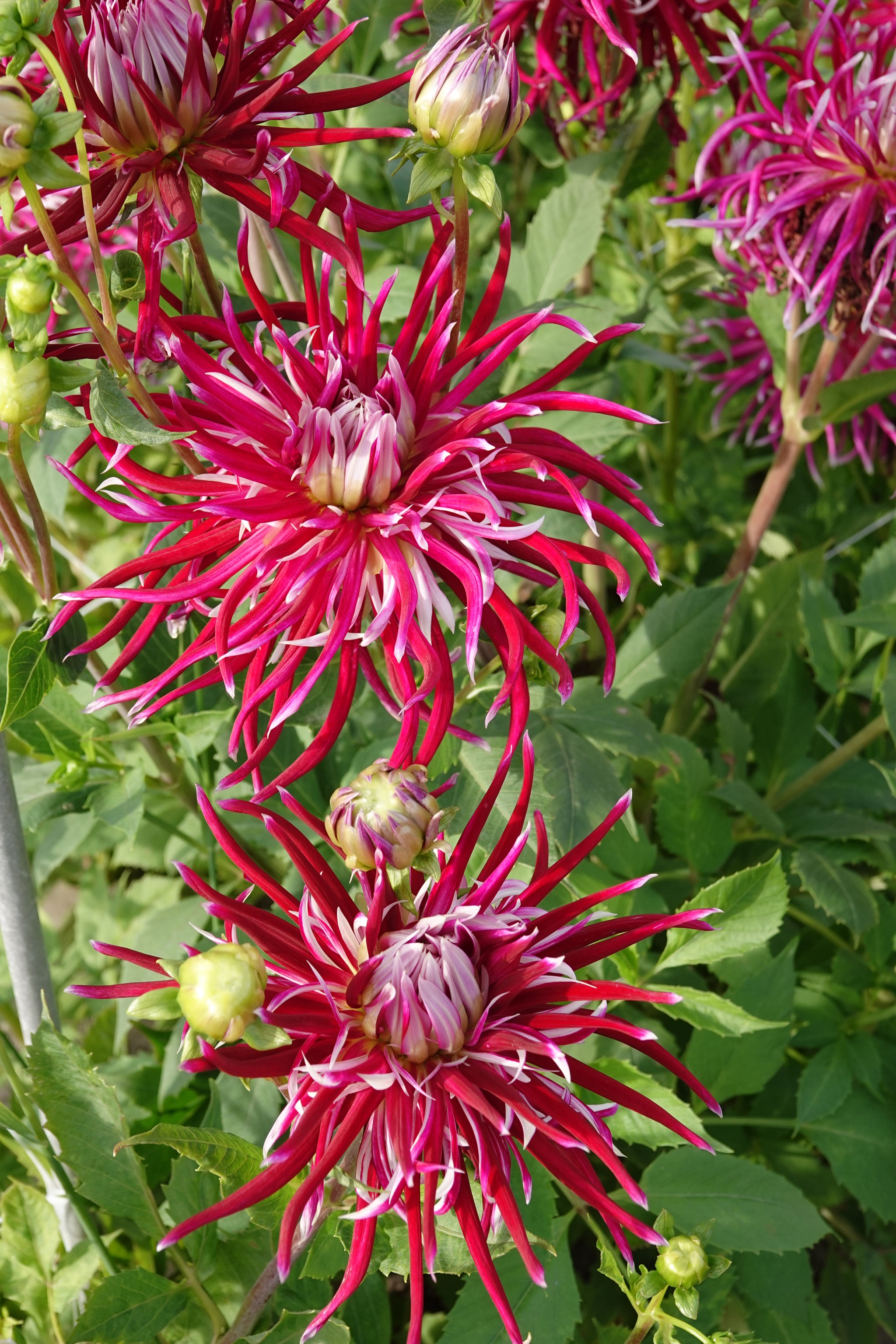 Dahlia Hollyhill Spiderwoman