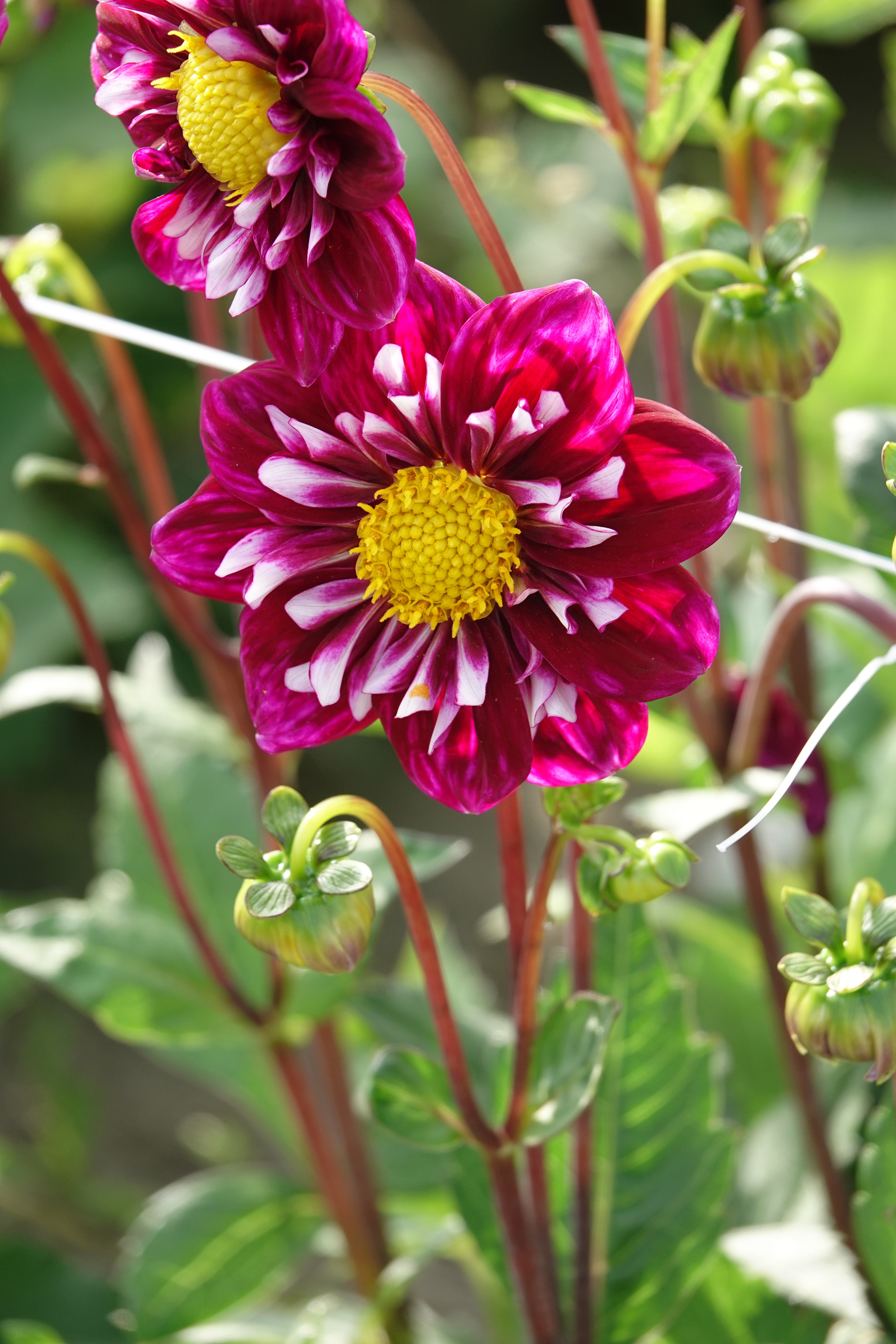 Dahlia Fantastico