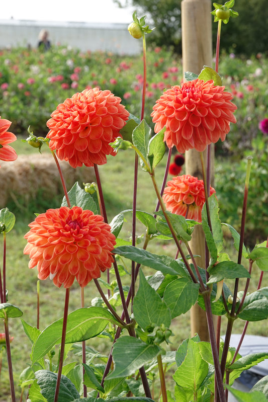 Dahlia Jowey Chantal