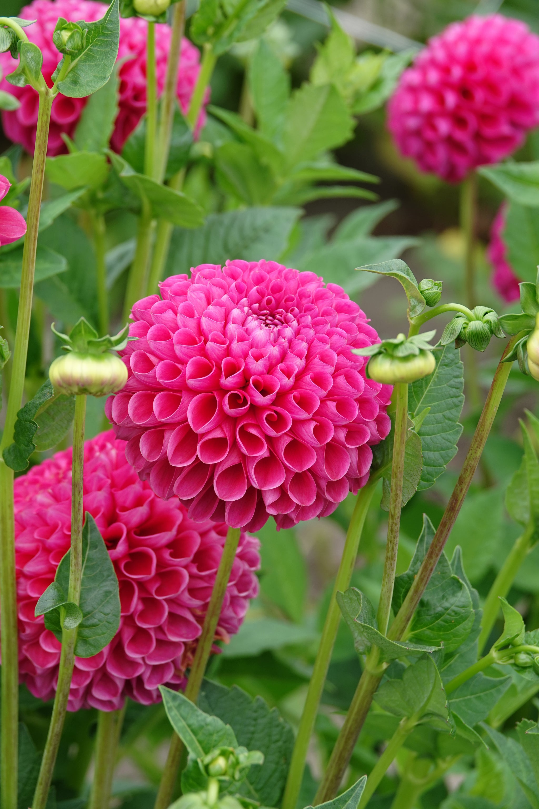Dahlia Jowey Frambo