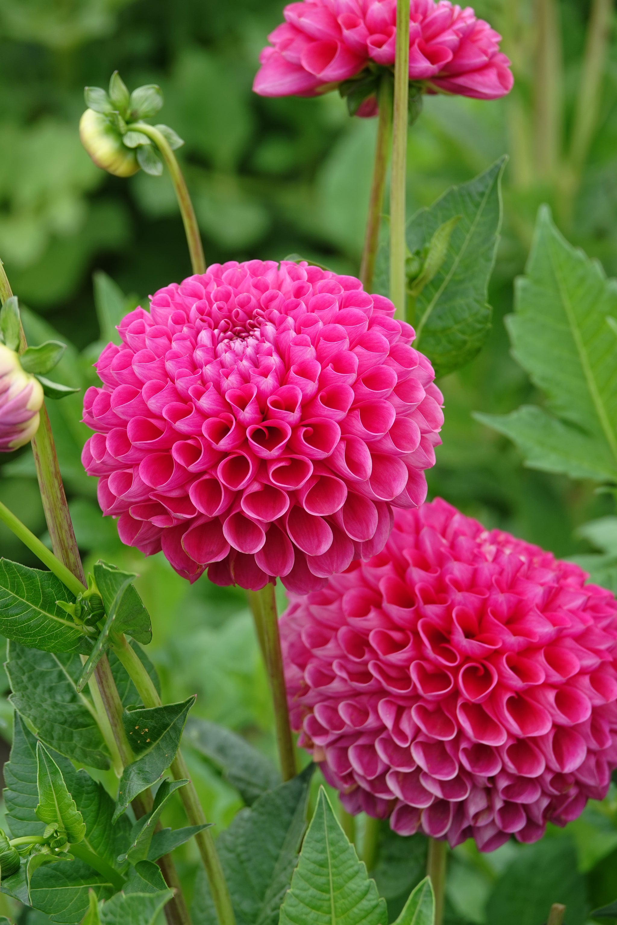 Dahlia Jowey Frambo