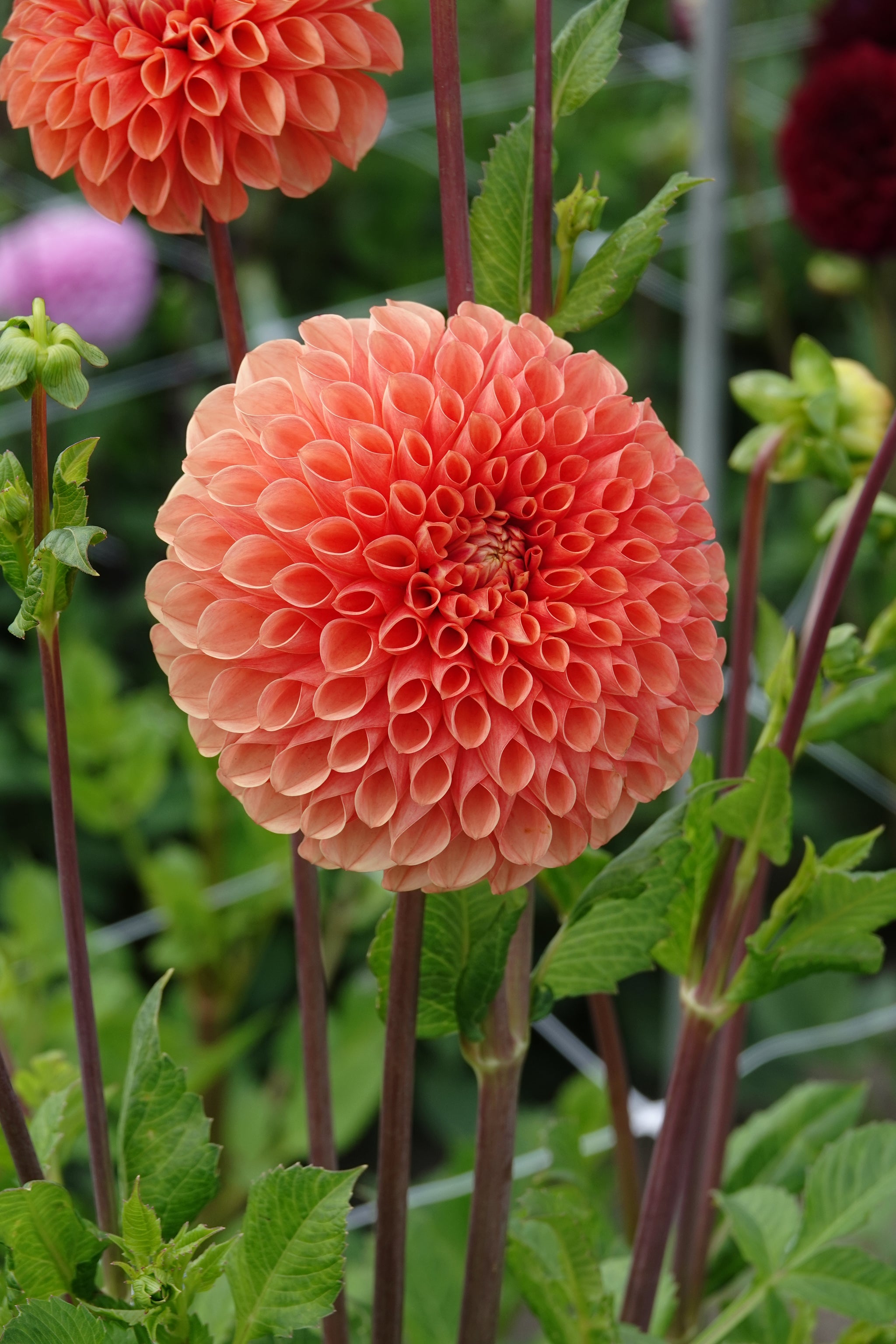 Dahlia Jowey Linda