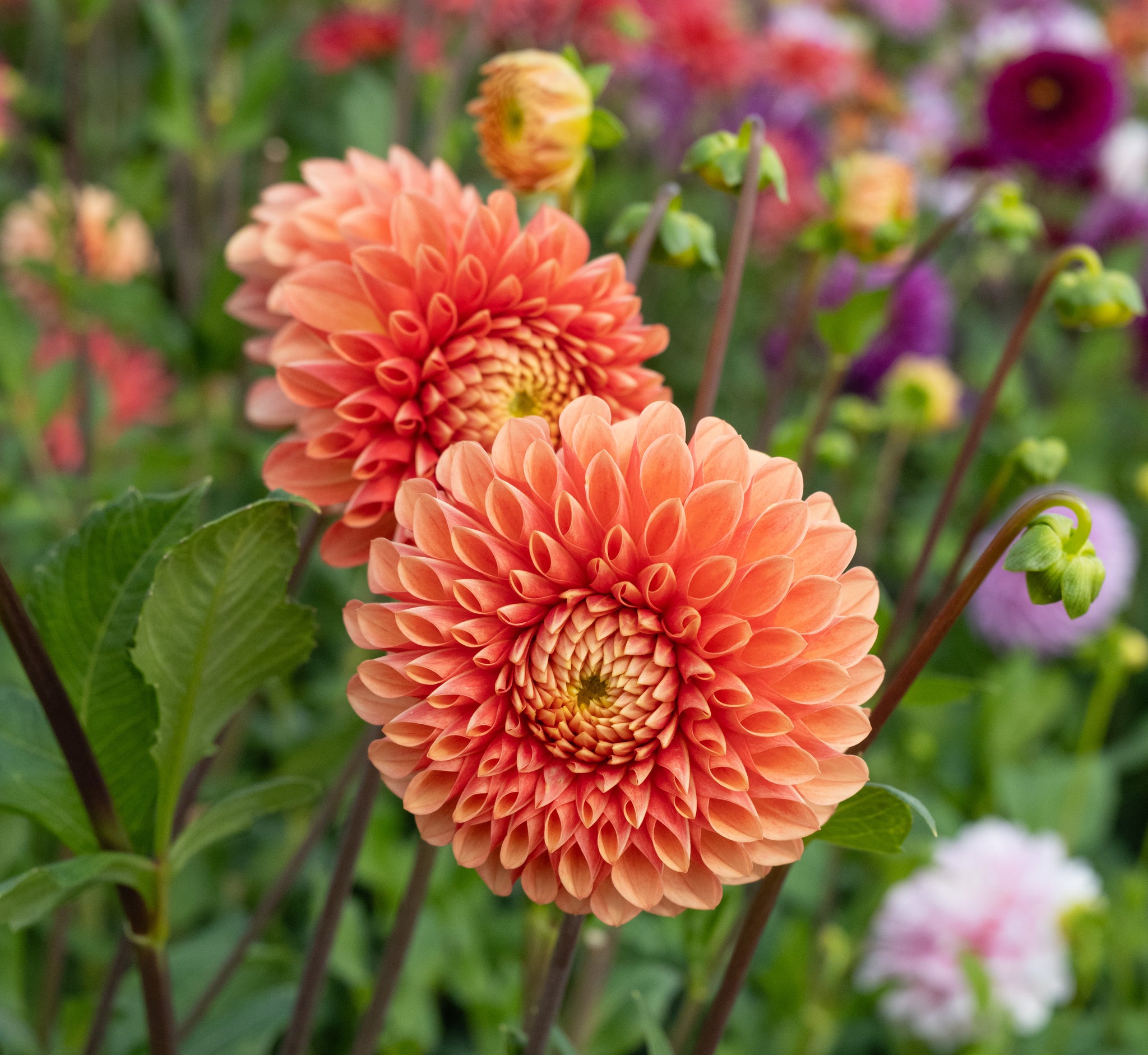 Dahlia Jowey Linda