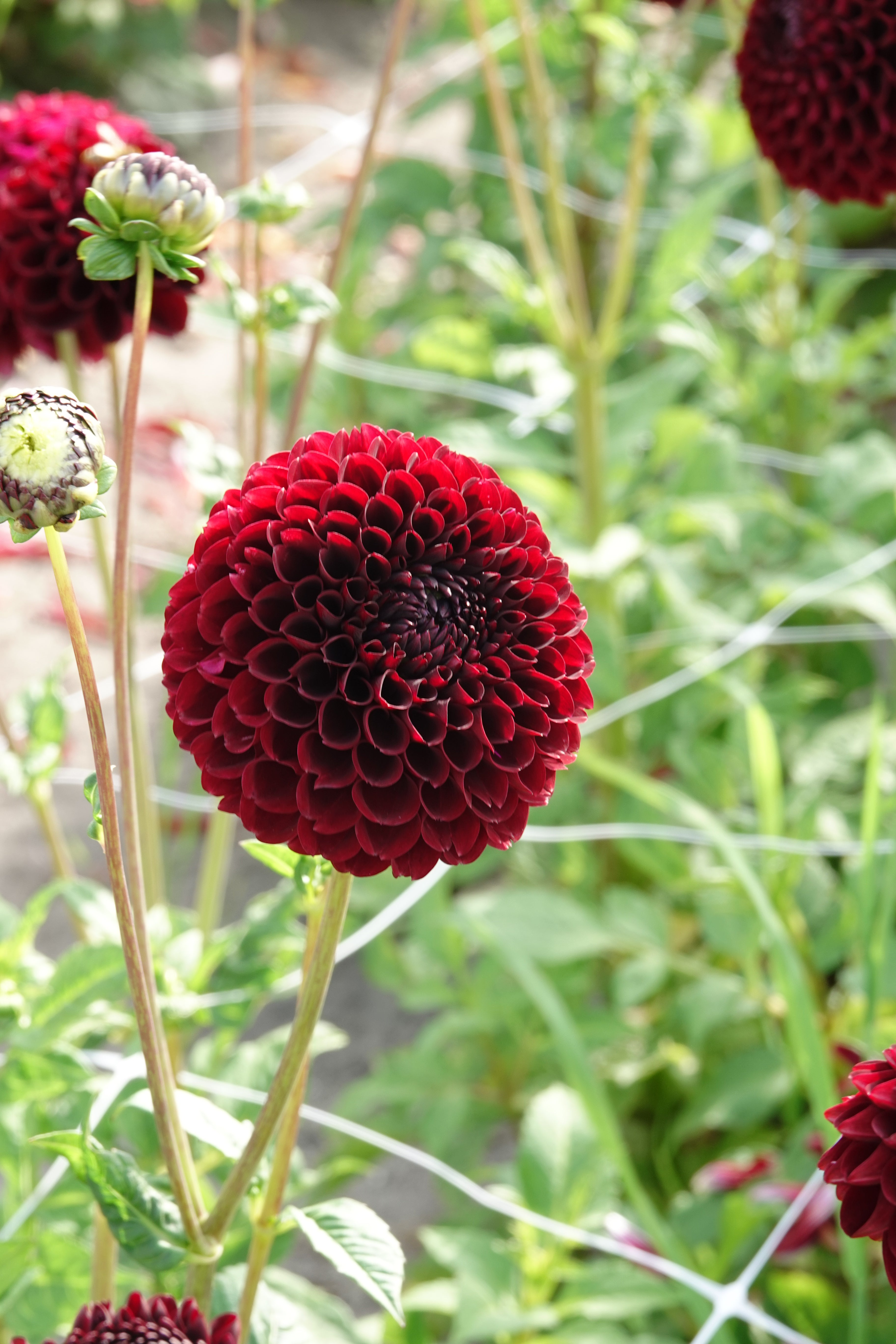 Dahlia Jowey Mirella